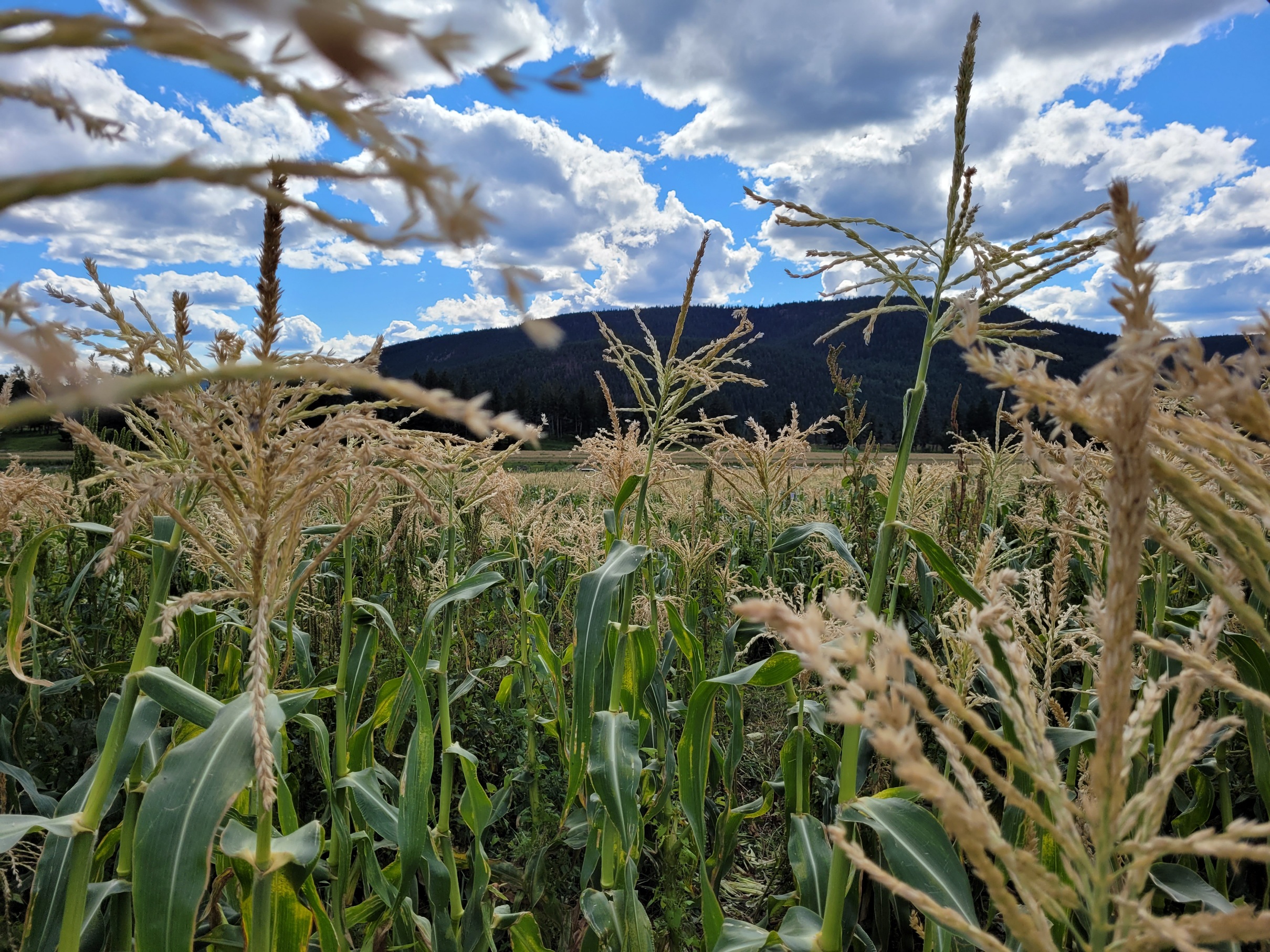 photo of a tall cornfield taking from in the middle of the corn, mountains in the distance and white clouds overhead in a blue sky