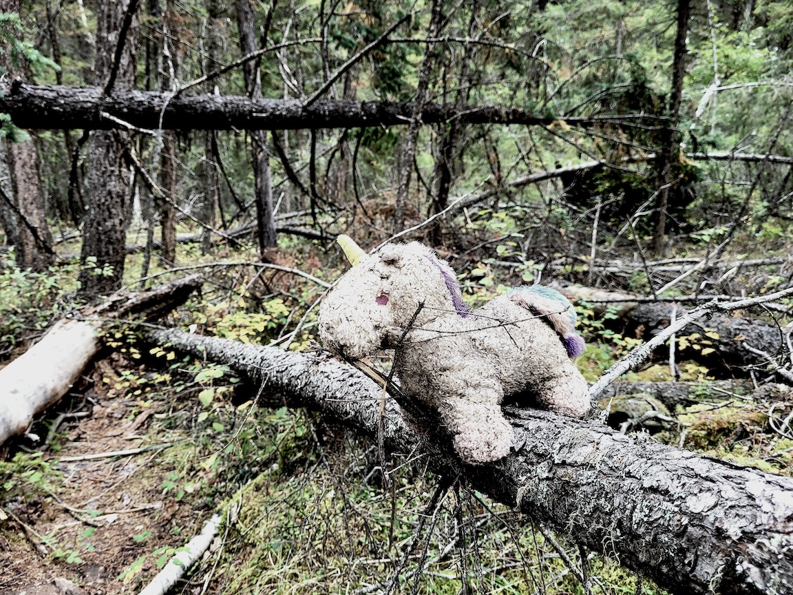 photo of a dirty stuffed unicorn abandoned on a dead branch in an overgrown part of a forest