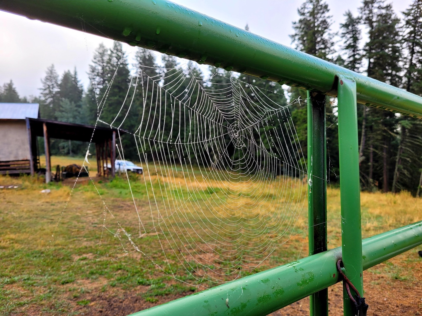 photo of a spiderweb covered in dew, on a green metal ranch gate