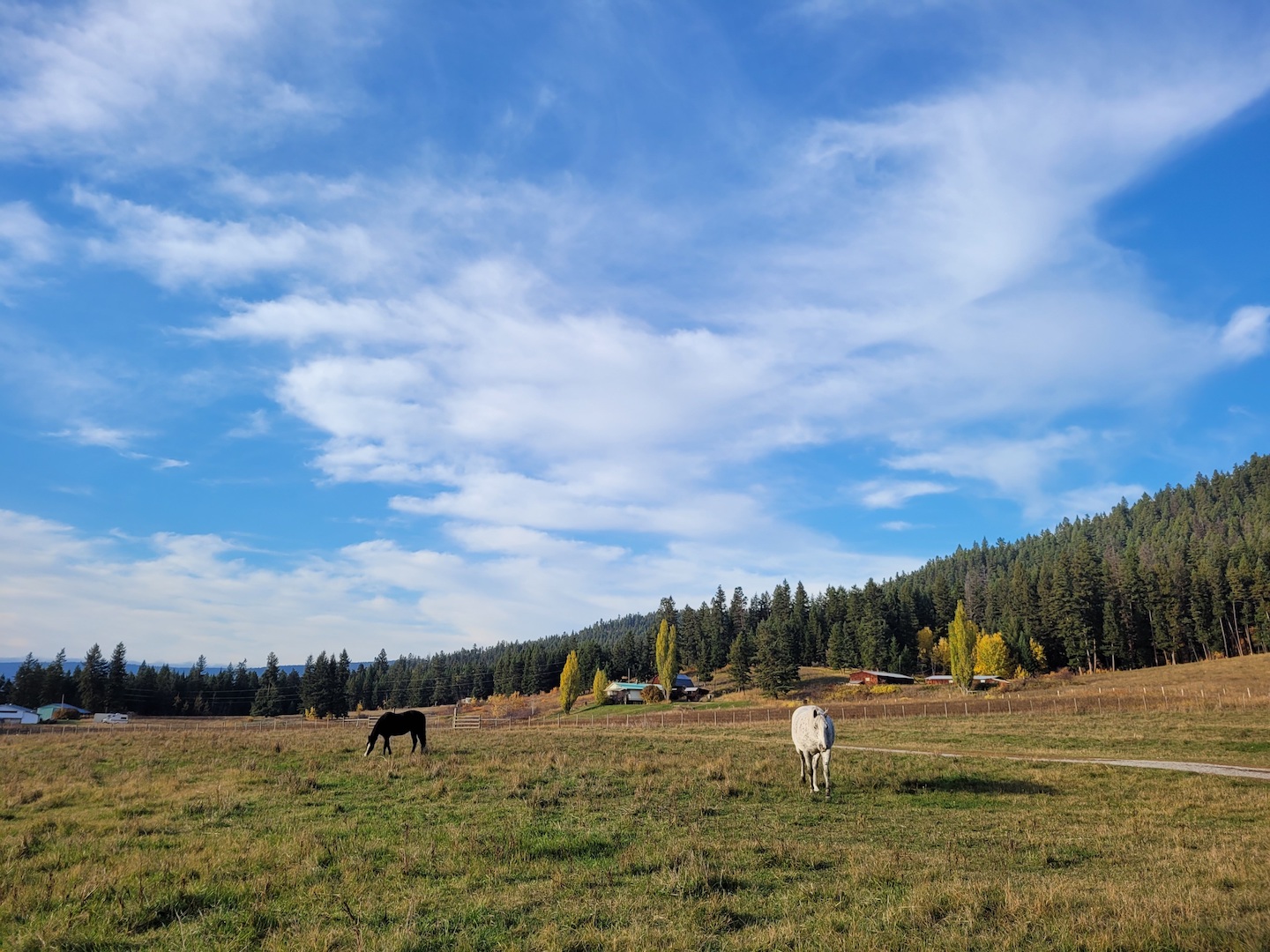 photo of two horses grazing under a wide blue sky with fluffy clouds