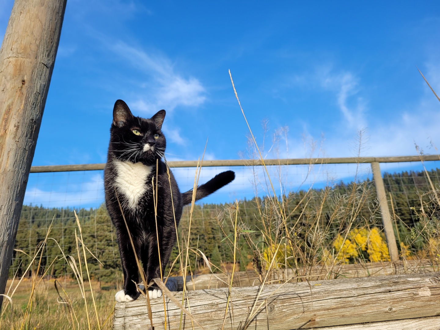 photo of a tuxedo cat standing on a wooden garden wall amid overgrown grass, with a big blue sky in the background