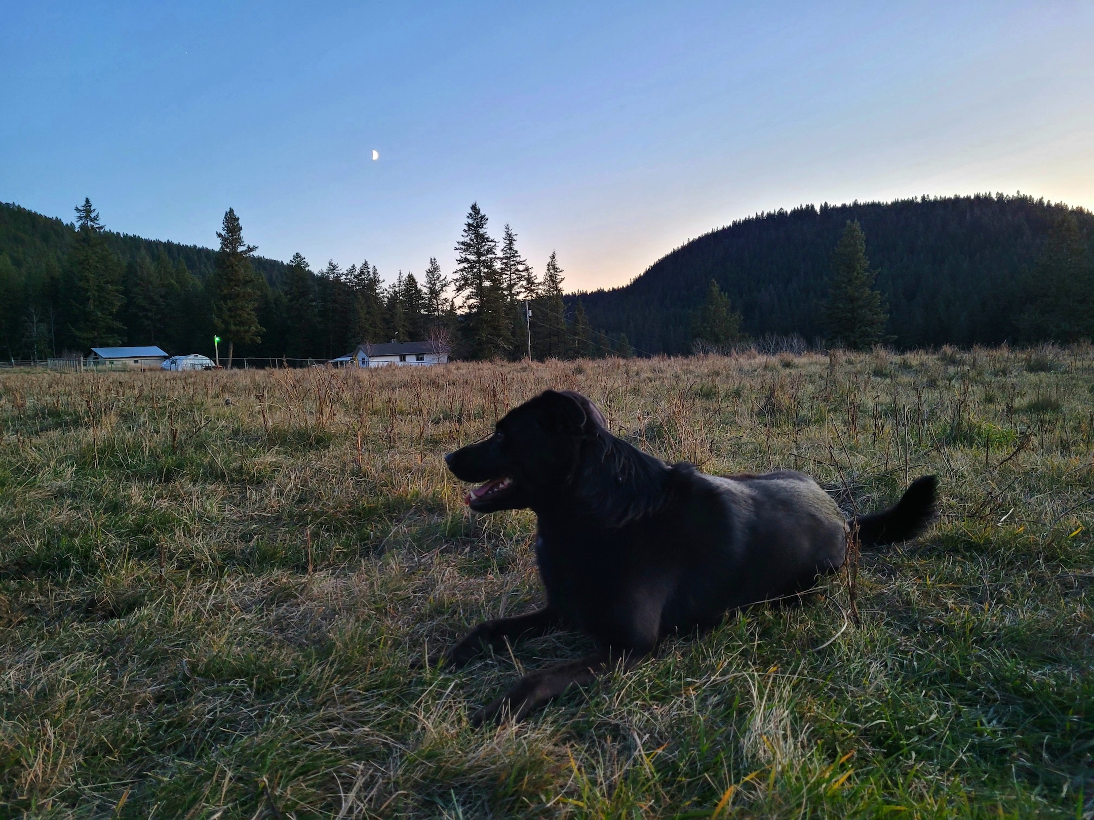 photo of a black dog lying in a field, with a ranch house in the distance, at twilight