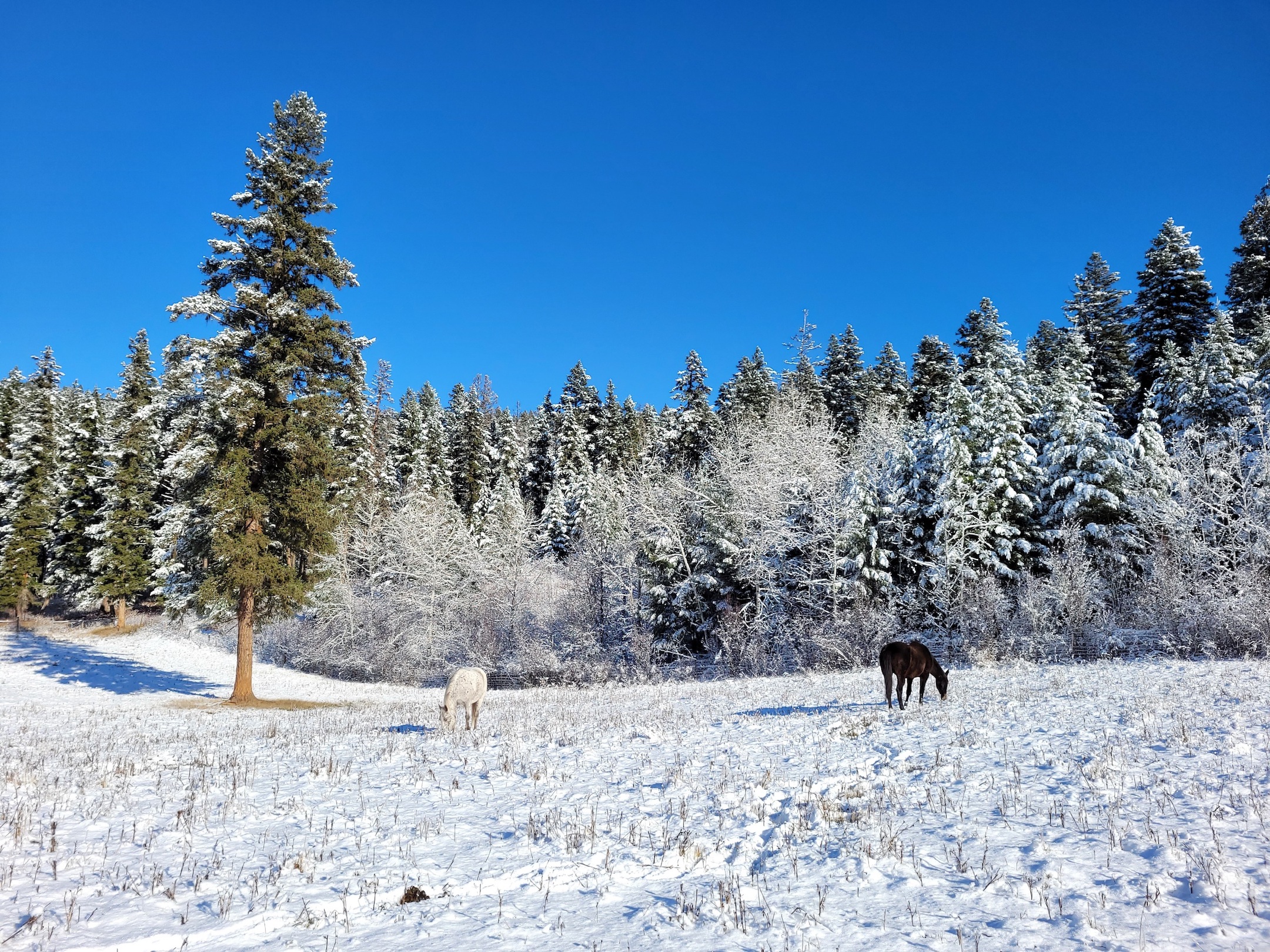 photo of two horses grazing in the distance, in a field covered in light snow