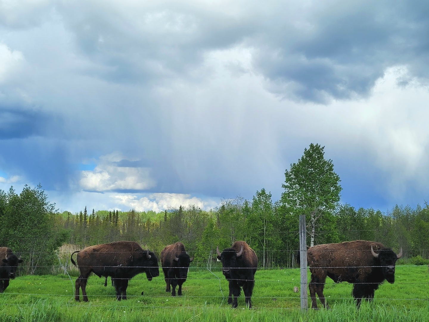 photo of a group of bison in a field under a stormy sky