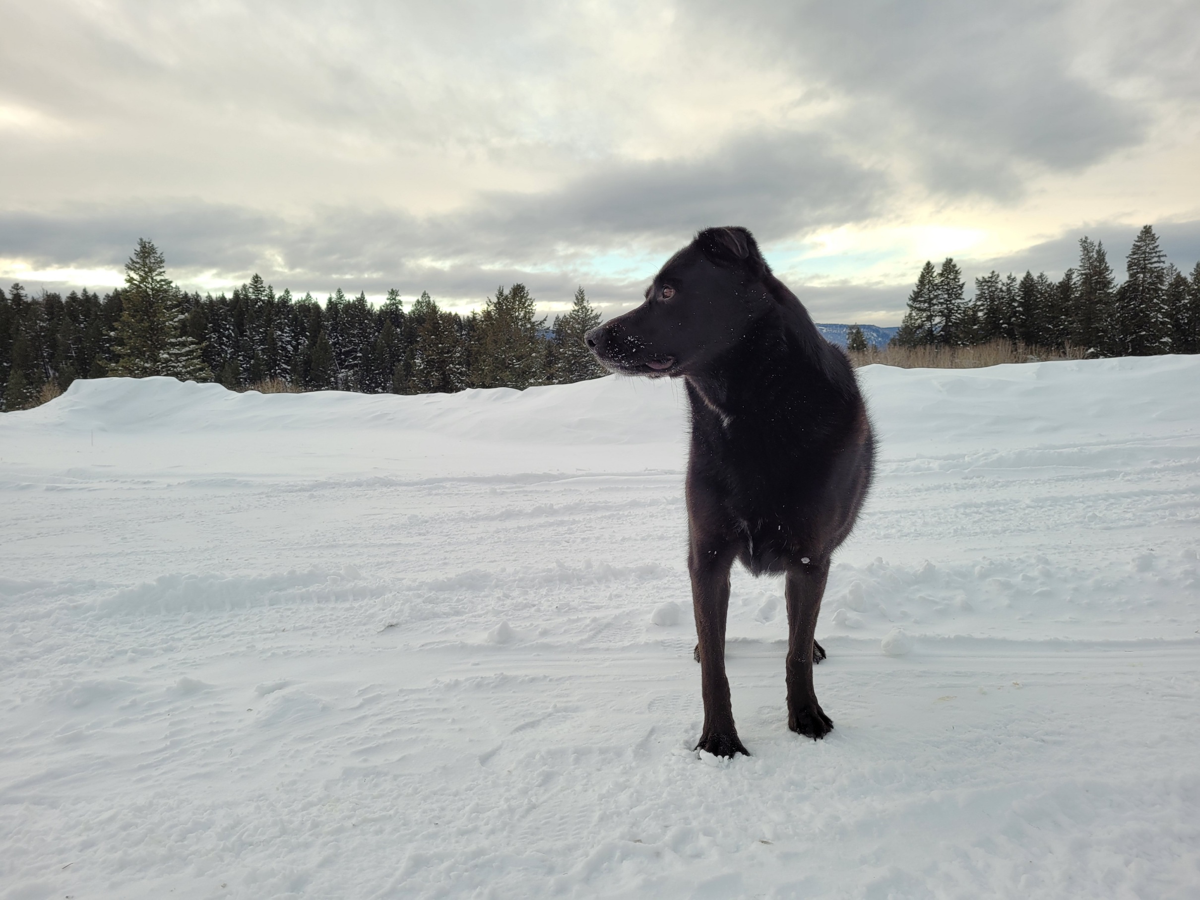 photo of a large black dog looking off into the distance, surrounded by a snowy field