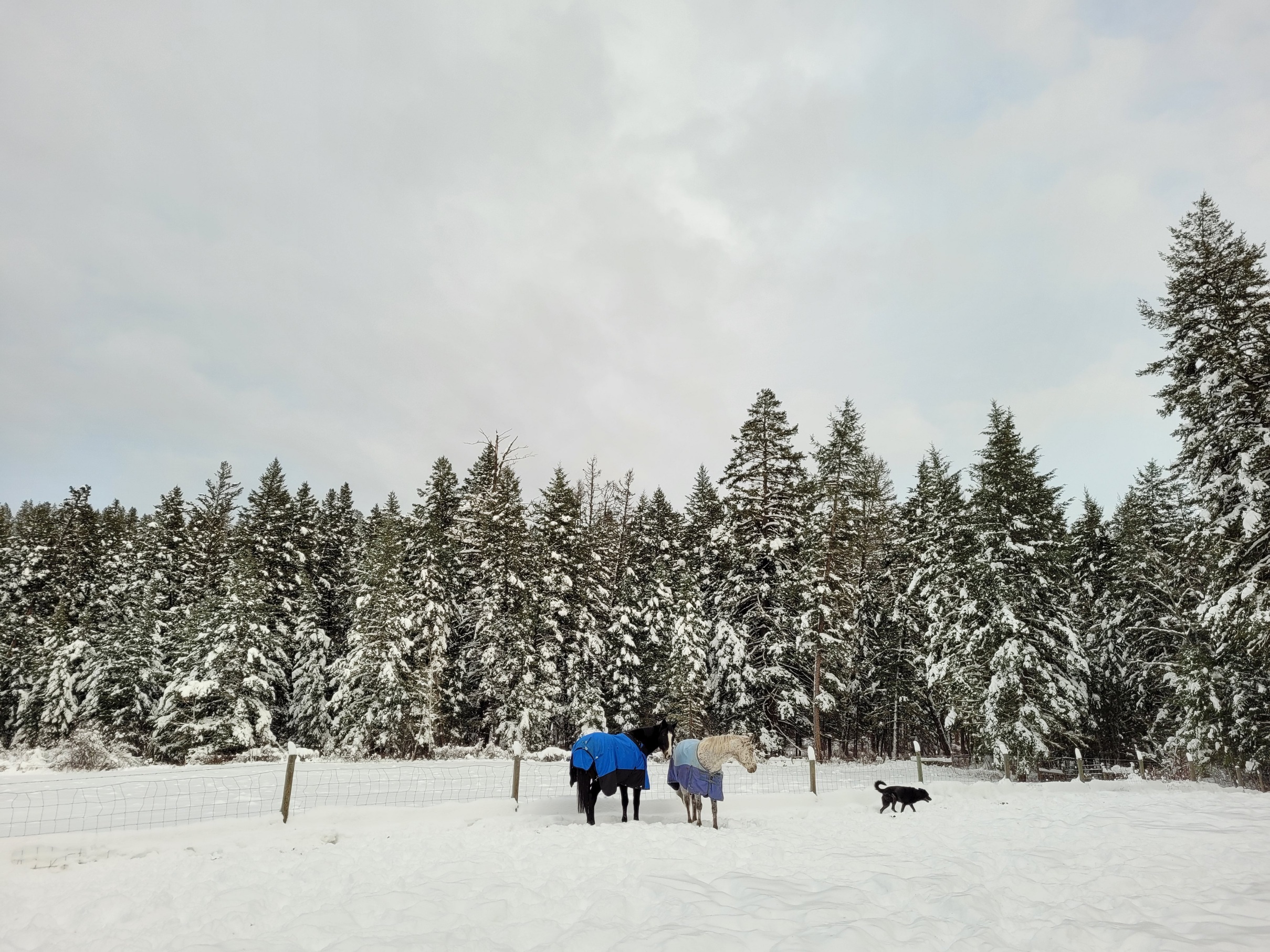 photo of horses in a snowy field, with a black dog