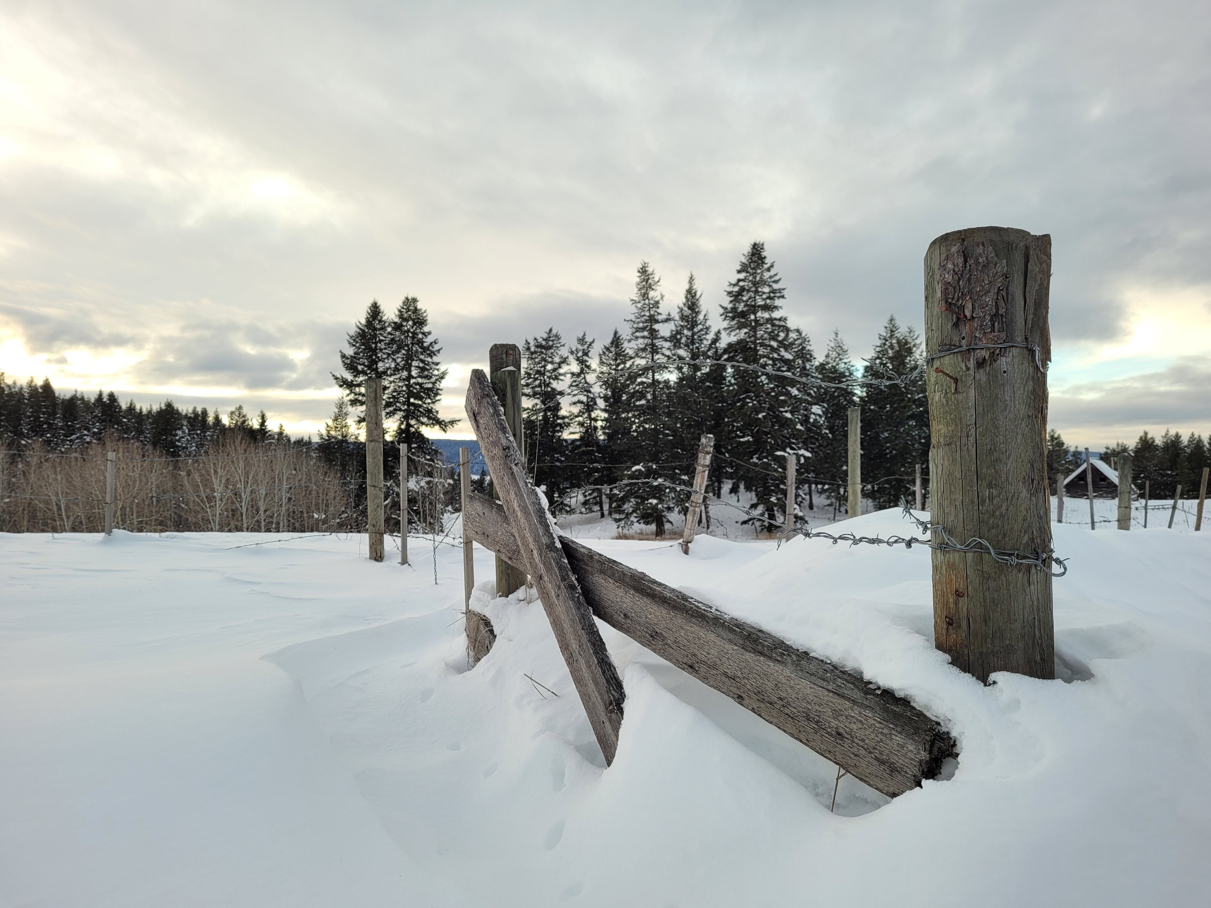 photo of snow covered wooden gate posts with dark trees in the background