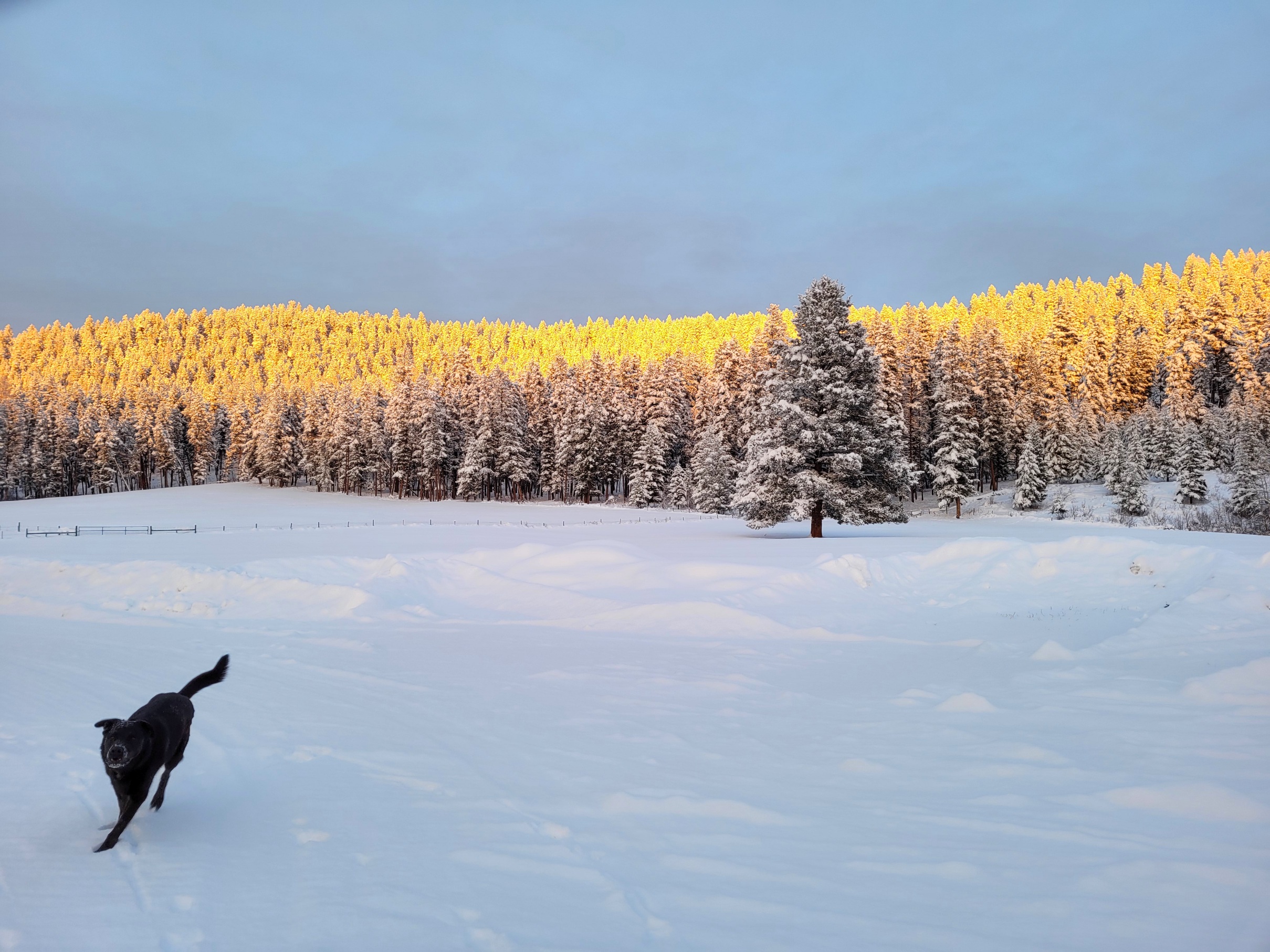 photo of a black dog on a field of snow, with sunset across a line of trees in the background