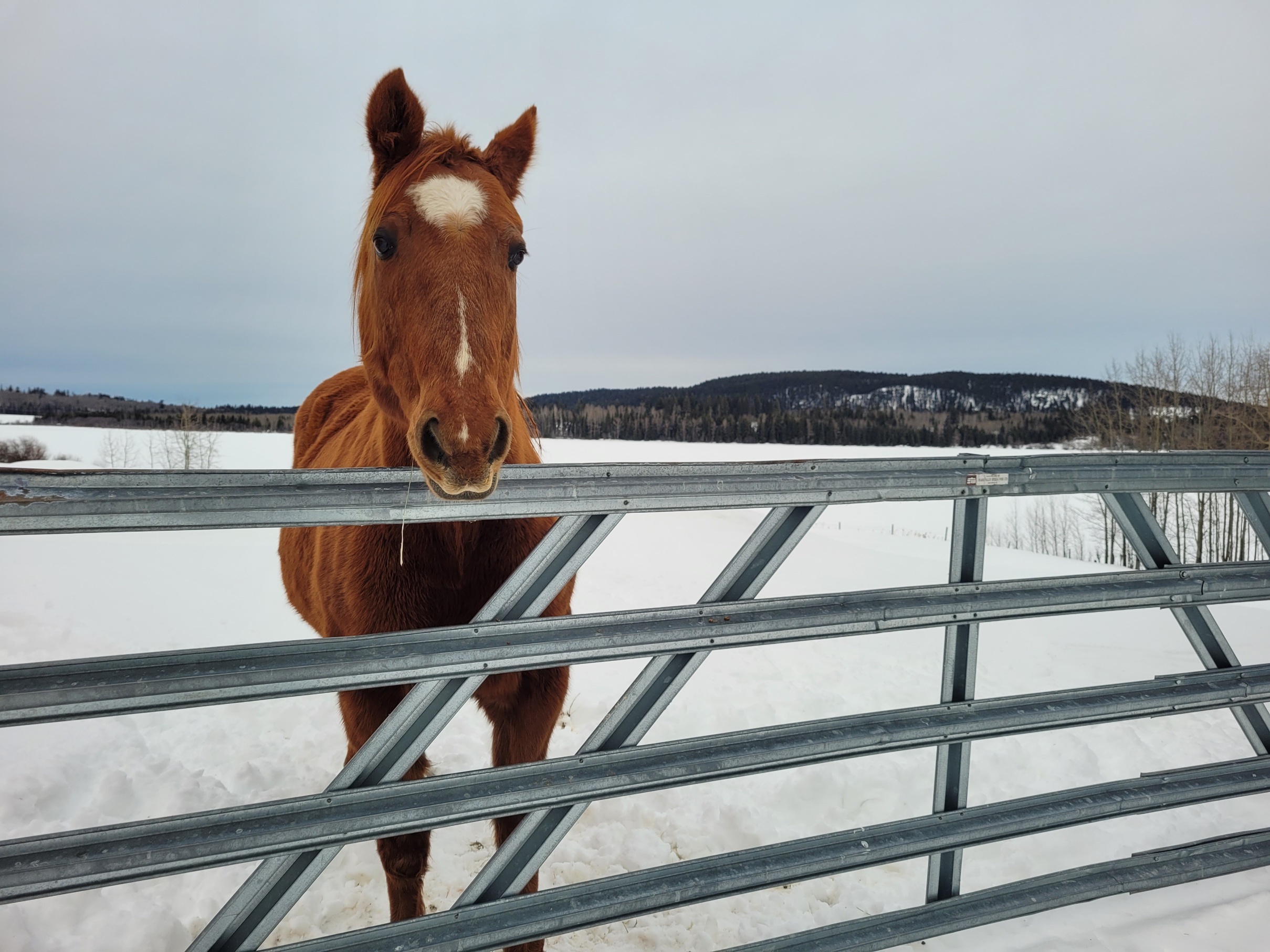 photo of a chestnut quarter horse in a snowy field, looking over a metal gate