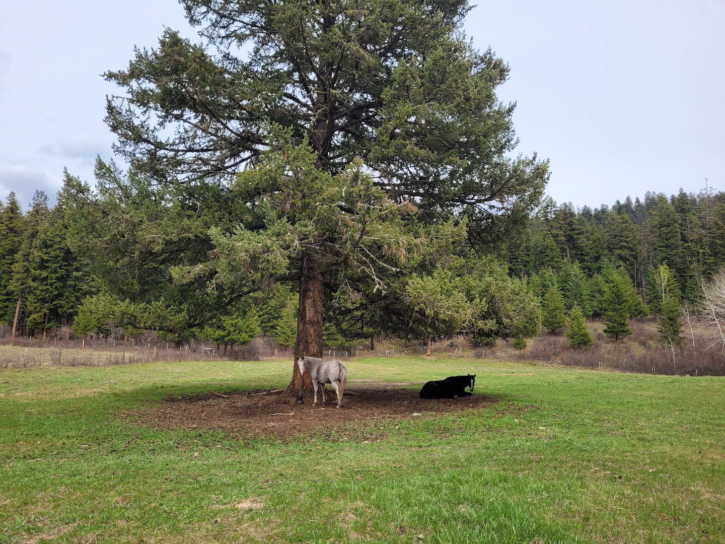 photo of two horses under a tree in a field, one lying down and one looking back at the camera