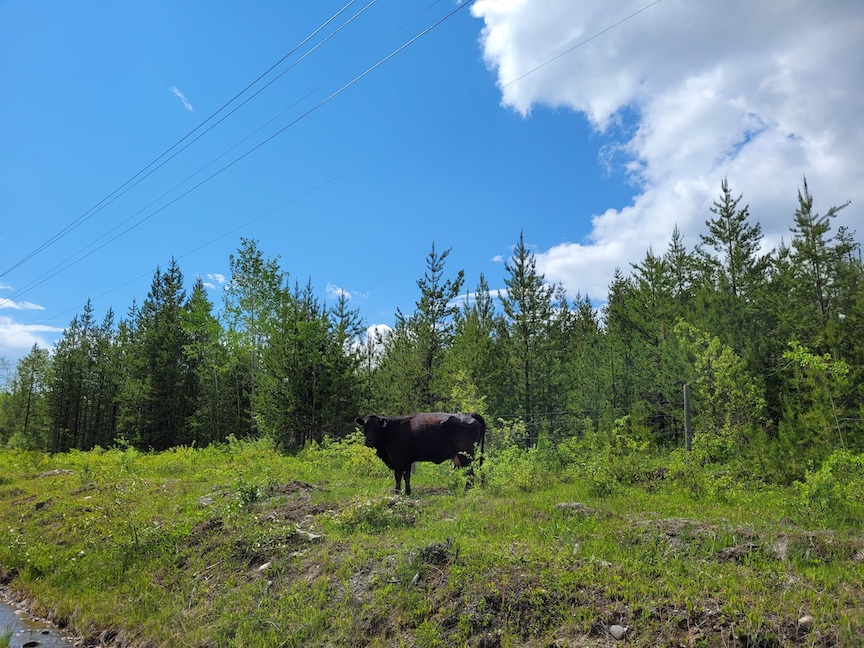 photo of a single black free range cow at the edge of trees next to a road