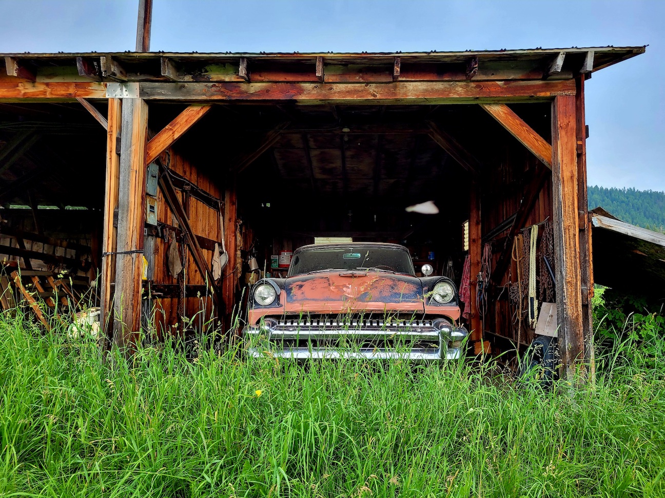 photo of a rusting car from the '50s in a wooden shed, surrounded by overgrown grass and rusting tools
