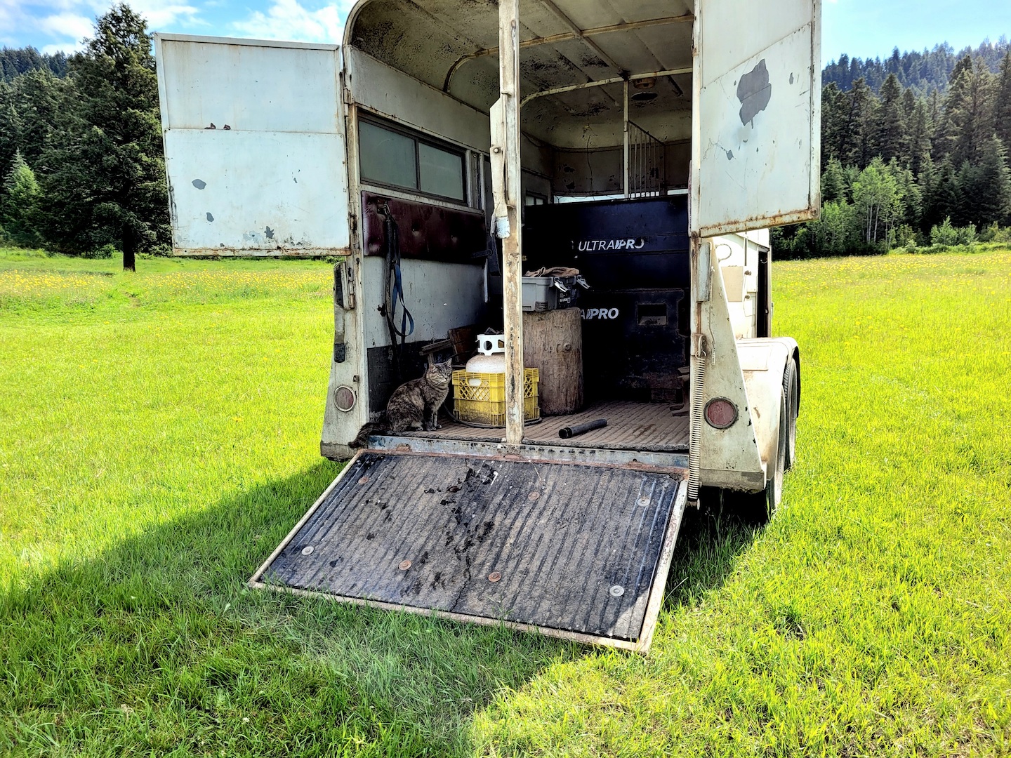 photo of a cat in a horse trailer used by a farrier, parked in a grass field