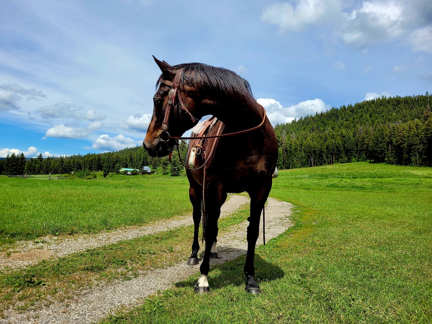 photo of a bay thoroughbred horse in a western saddle looking off into a sunny green field