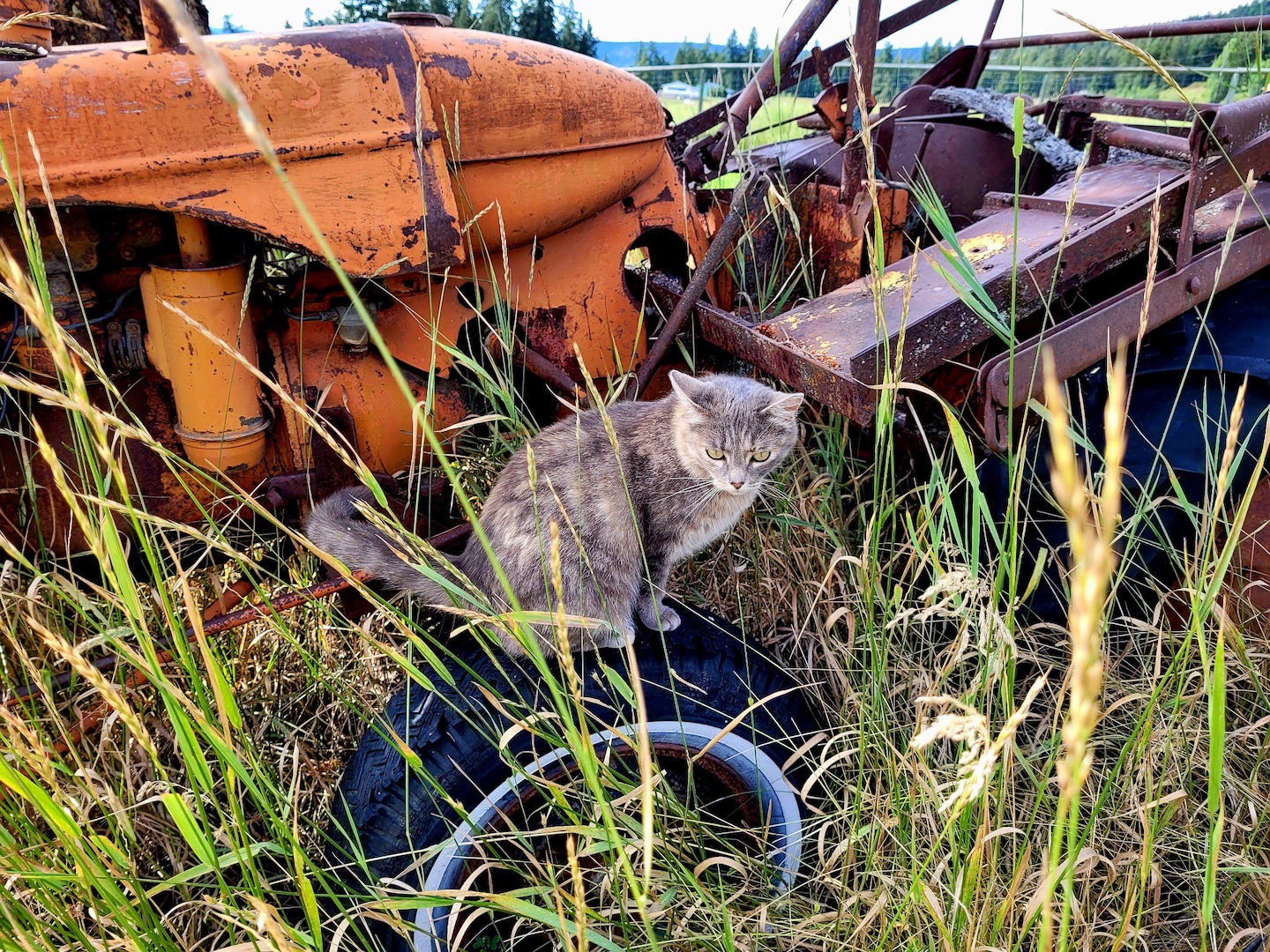 photo of a grey cat on a rusted tractor with tall grass