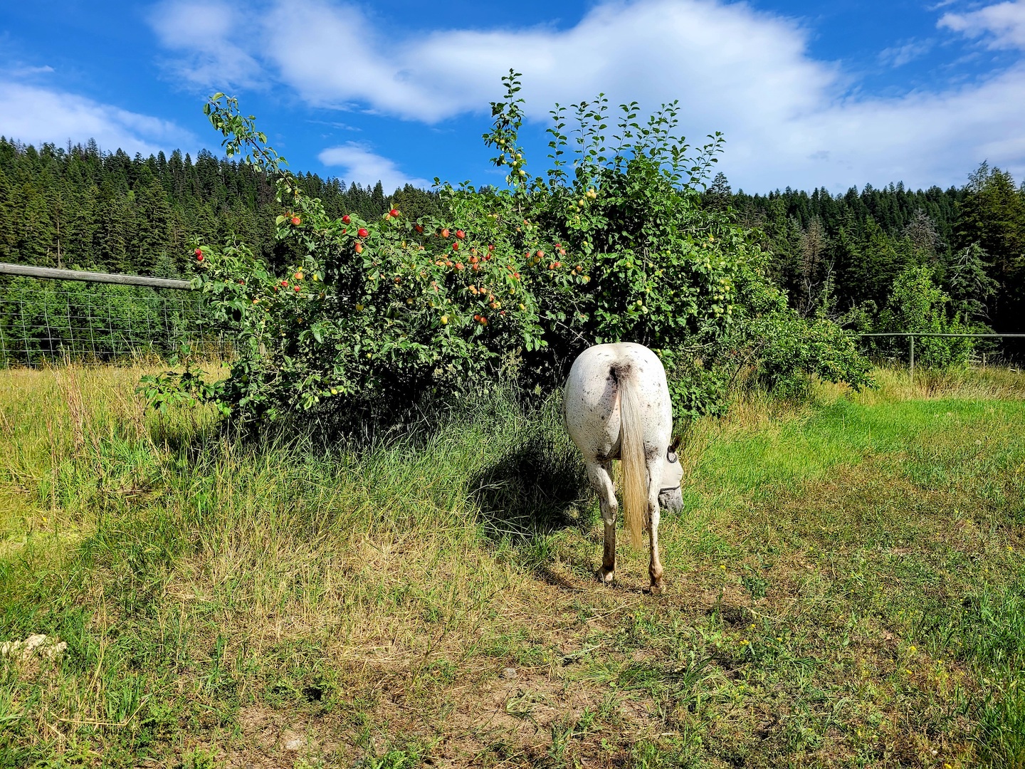 photo of a white horse's bum sticking out from under an apple tree, on a sunny day