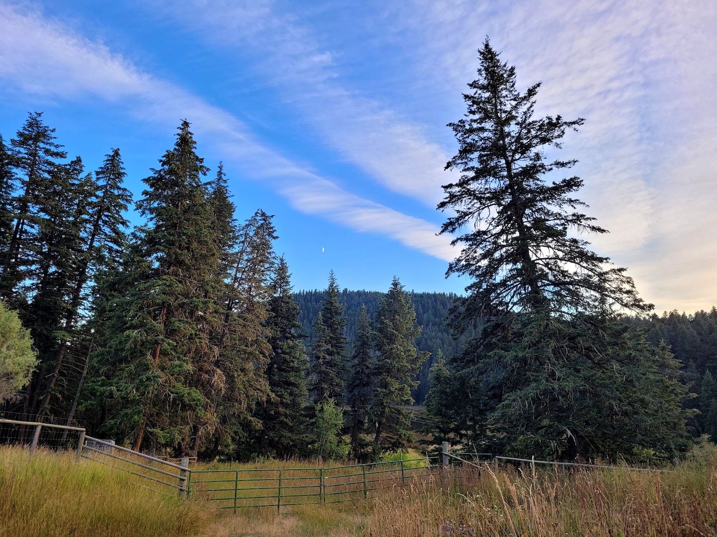 photo of a cloud-streaked blue sky over tall trees and a green metal ranch gate