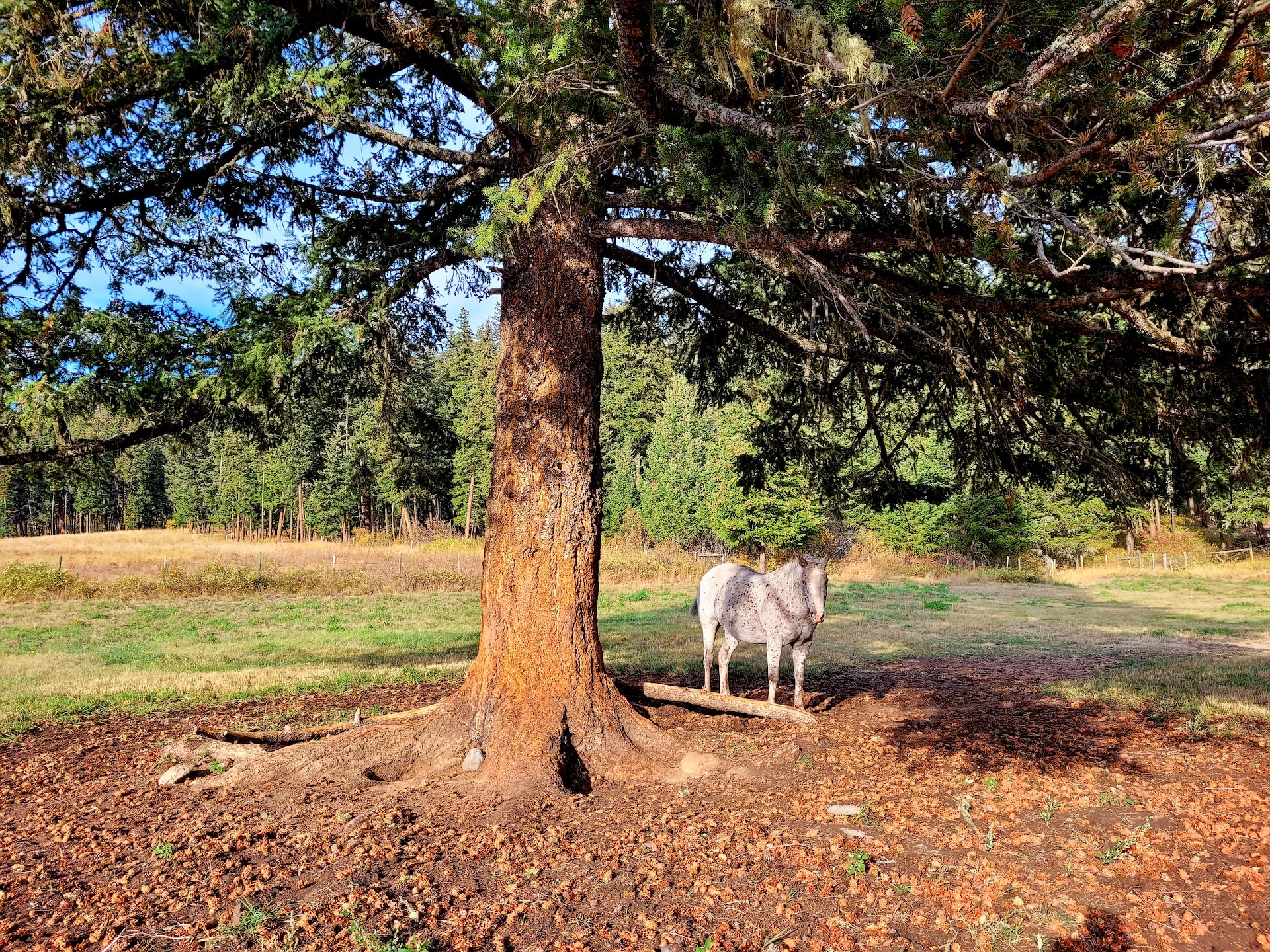 photo of an appaloosa standing under a huge tree in the sunshine