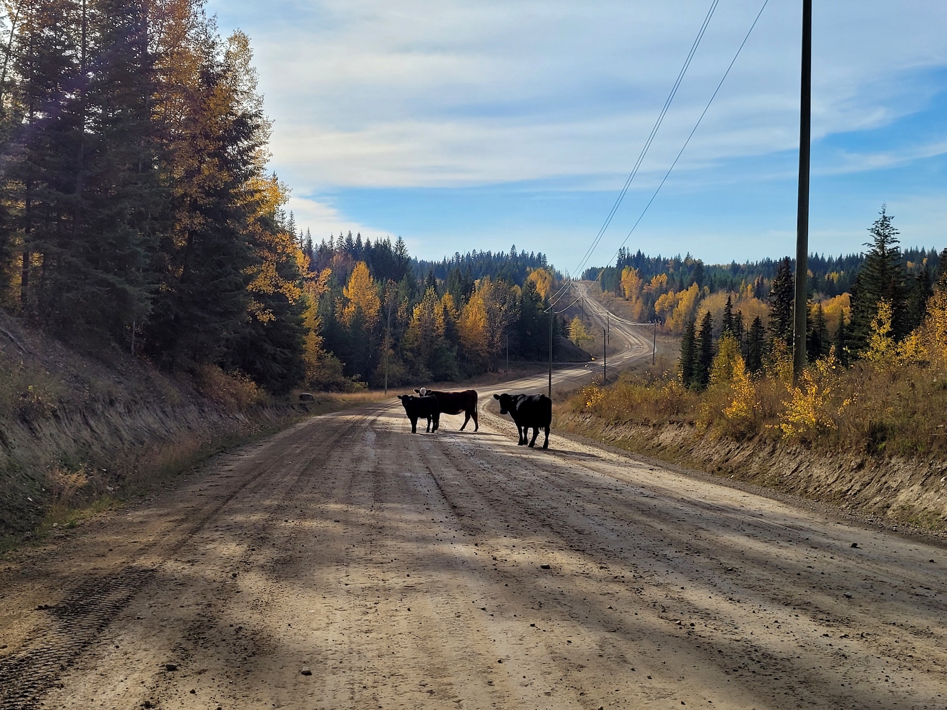 photo of two free range black angus cows on a long dirt road on a sunny fall day