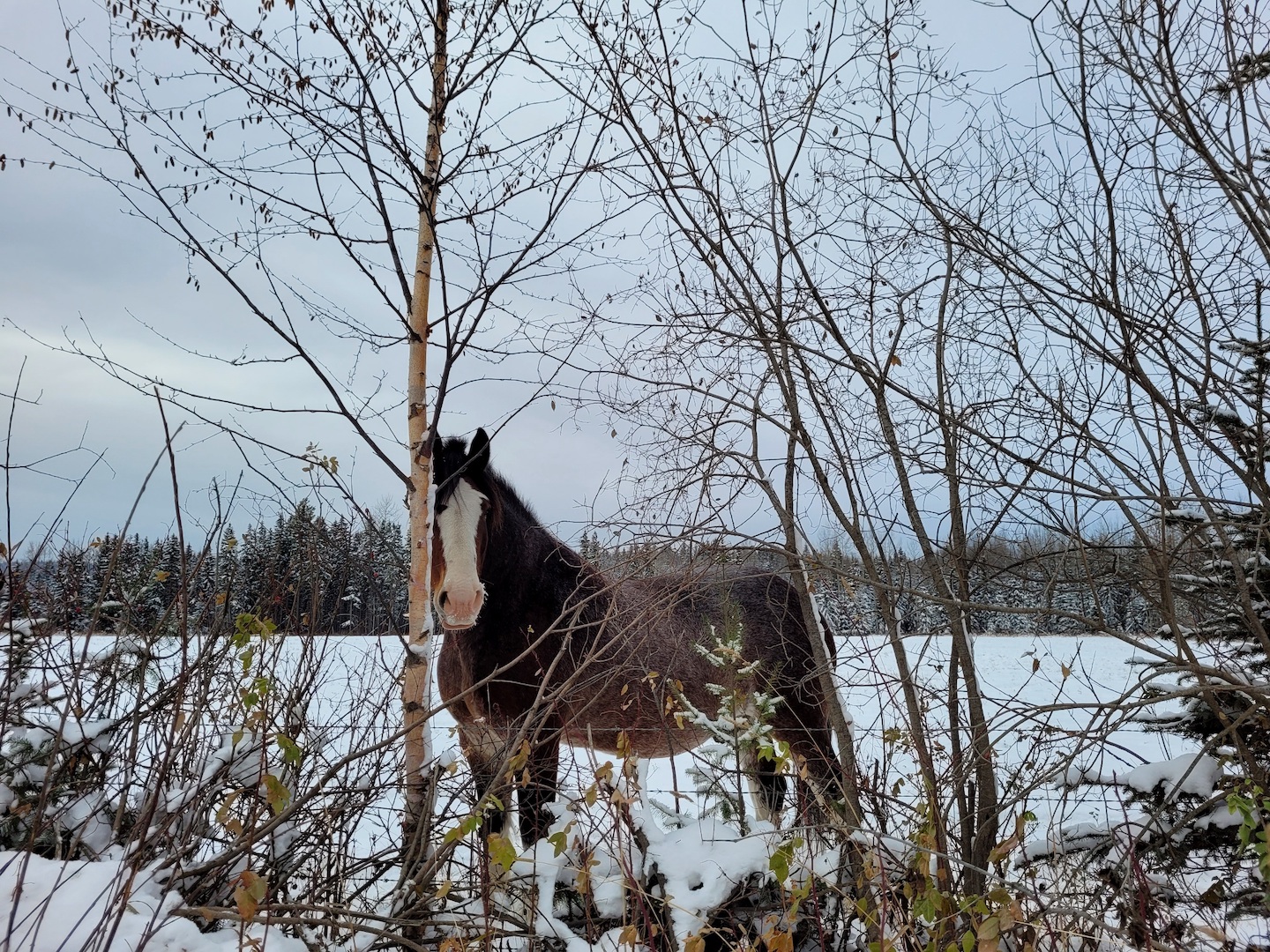 photo of a draft horse behind trees in snow