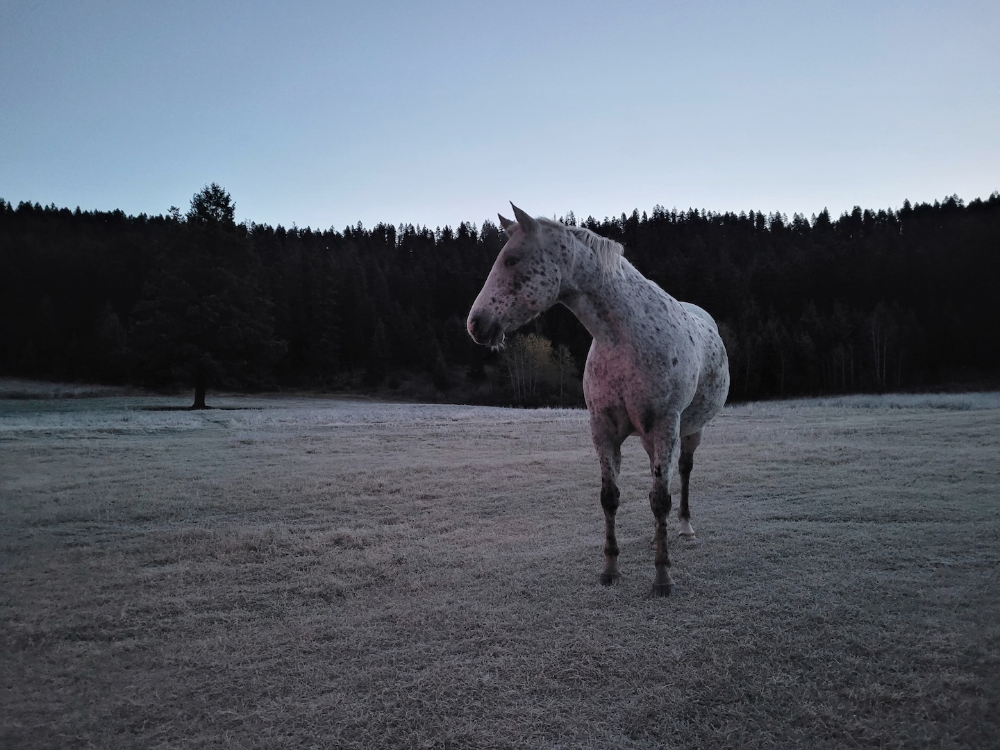 photo of an appaloosa mare looking into the distance, standing in a frosty field as the sun comes up
