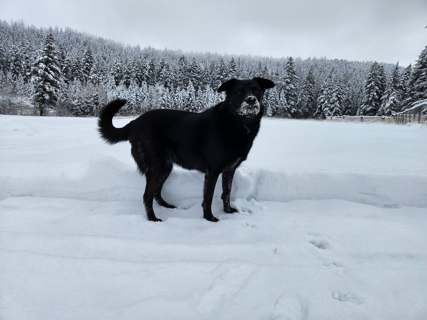 photo of a black dog with a curled tail standing before a field of snow, with snow on her muzzle