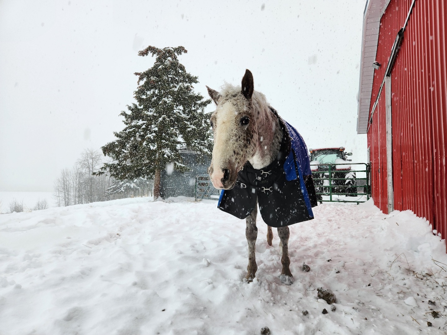 photo of an Appaloosa mare in a heavy blue blanket, next to a red barn, in snow