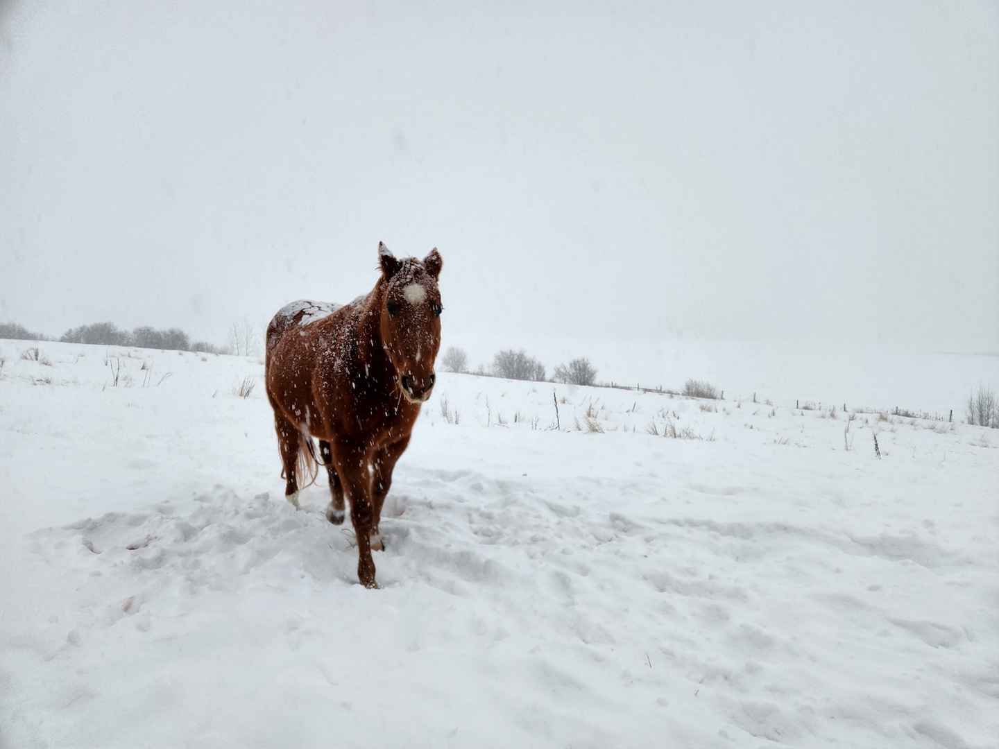 photo of a sorrel quarterhorse walking toward the camera in a snowy field on a near-whiteout day