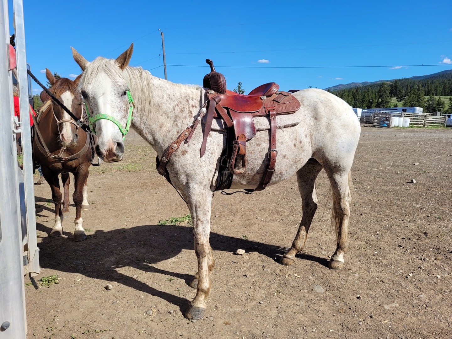 appaloosa mare tied to a trailer, wearing a fancy western saddle with another horse tied up in the background