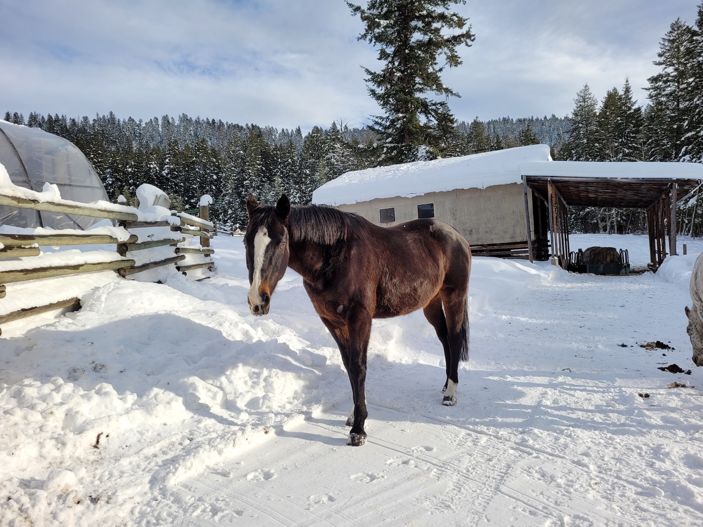 photo of a bay thoroughbred gelding in snow on a sunny day, a barn in the background