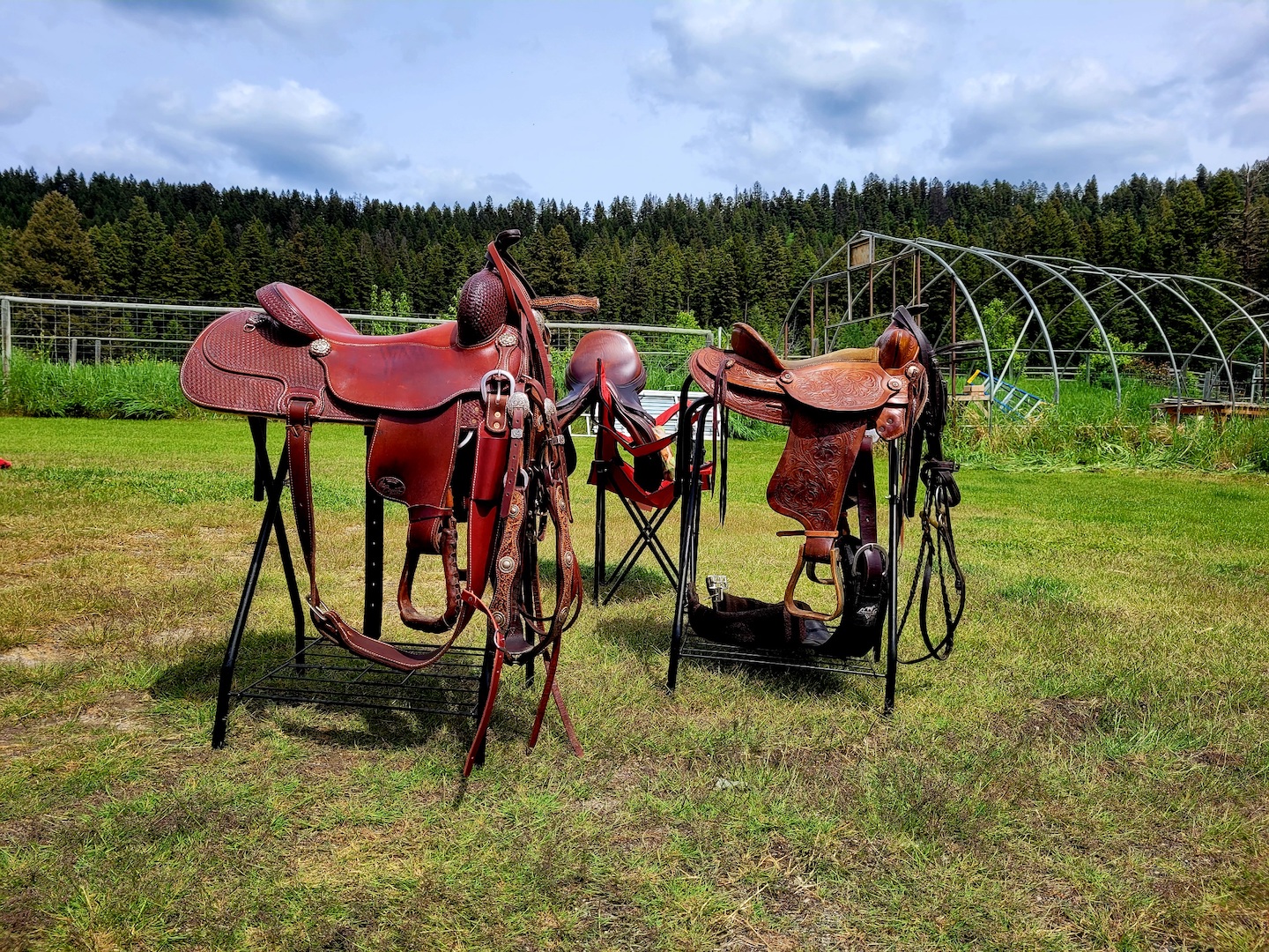 photo of three saddles on racks, on a lawn, being oiled and cleaned on a sunny day