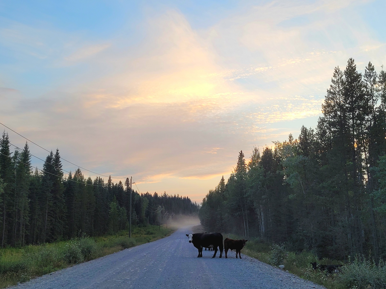 photo of free range cattle in a gravel road near sunset