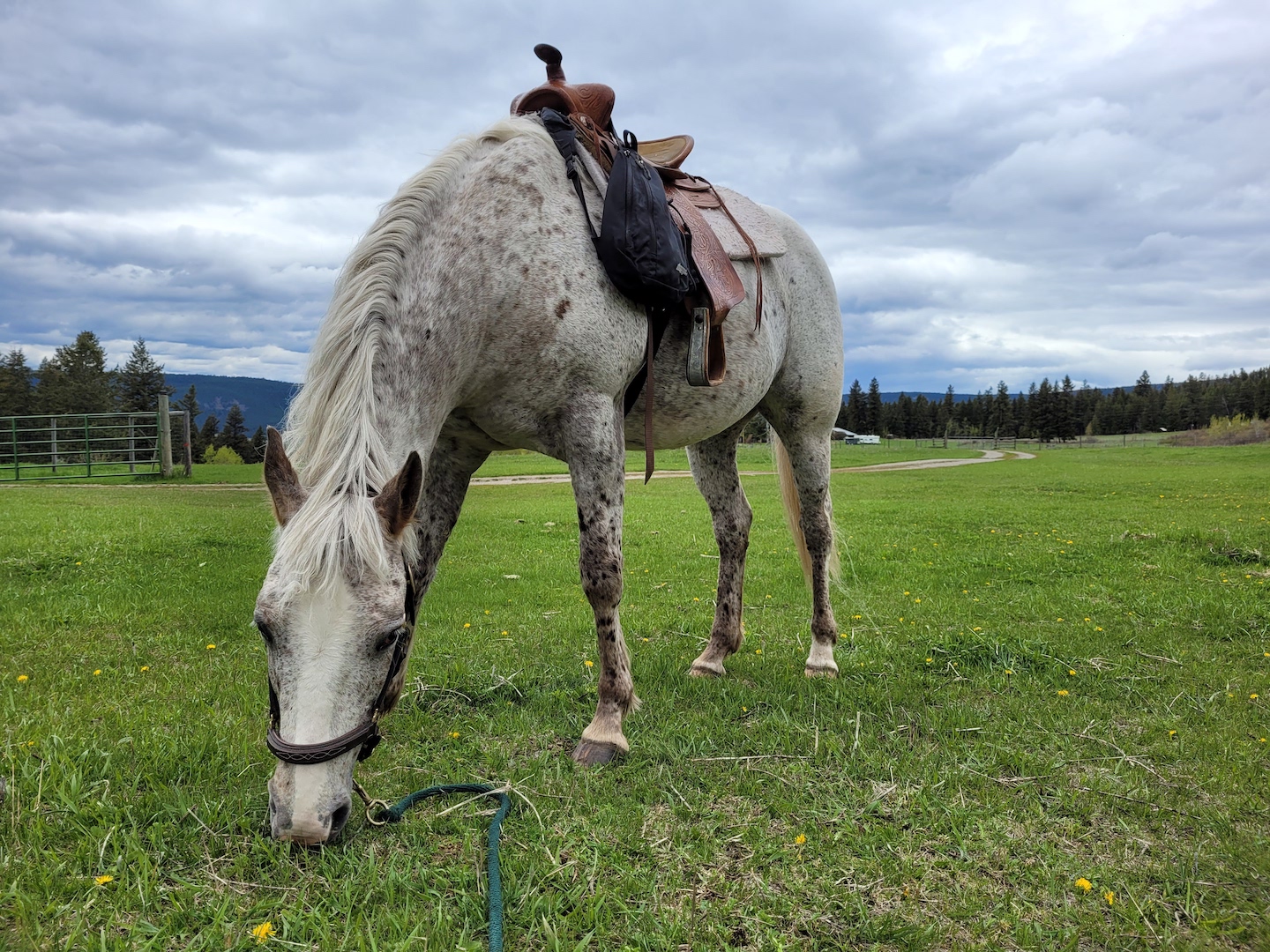 photo of an appaloosa mare in a Western saddle grazing in a field, with an overcast sky in the background