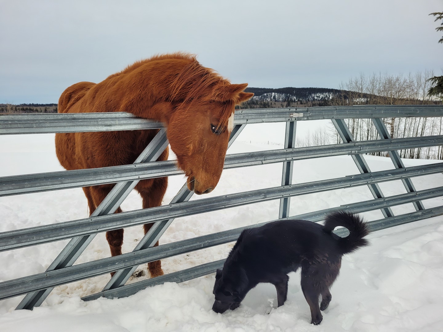 photo of a sorrel quarterhorse looking over a tall metal ranch gate at a black dog, both standing in snow