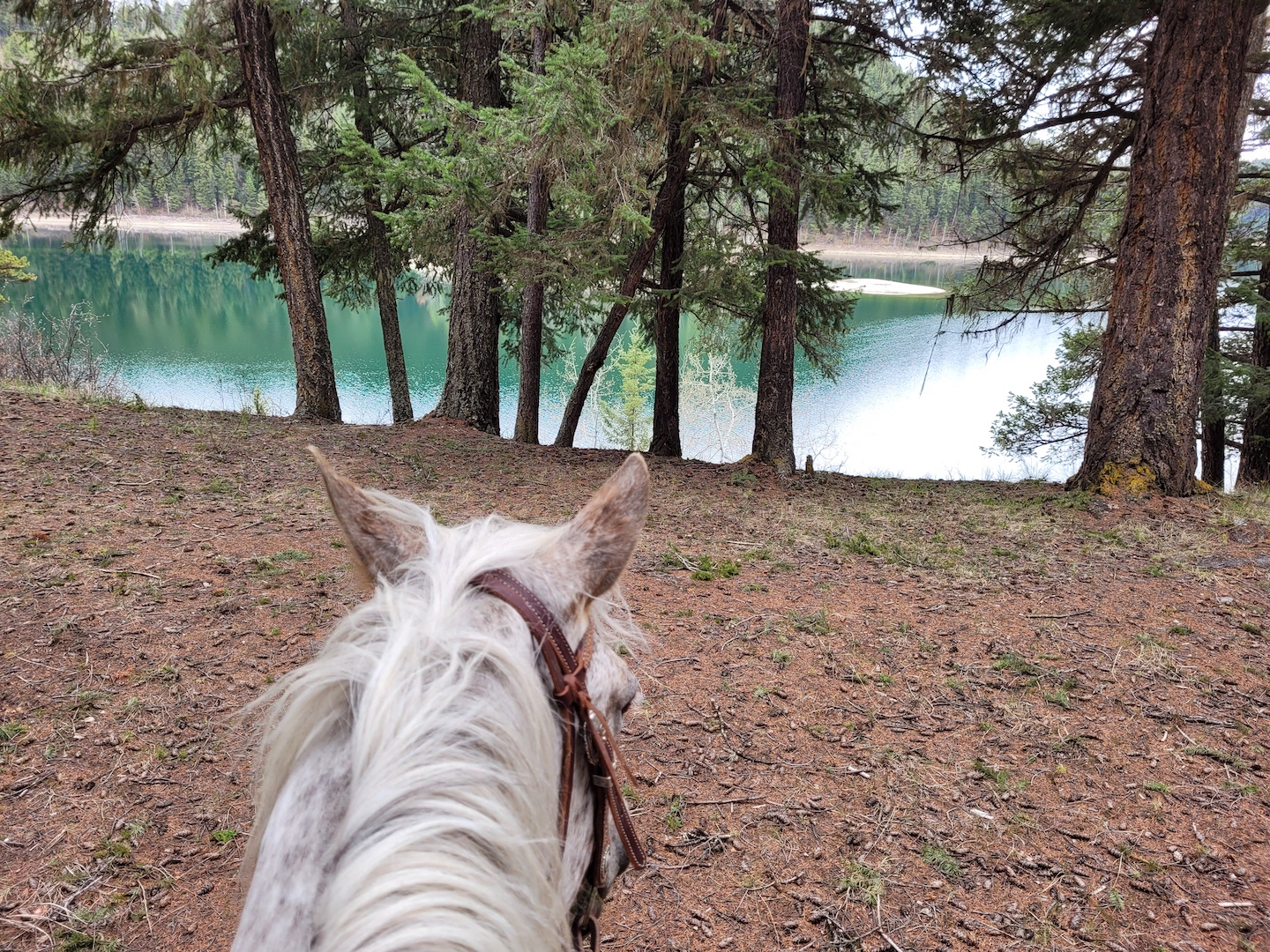 photo of a blue lake in the distance through trees, looking over an appaloosa mare's head and ears