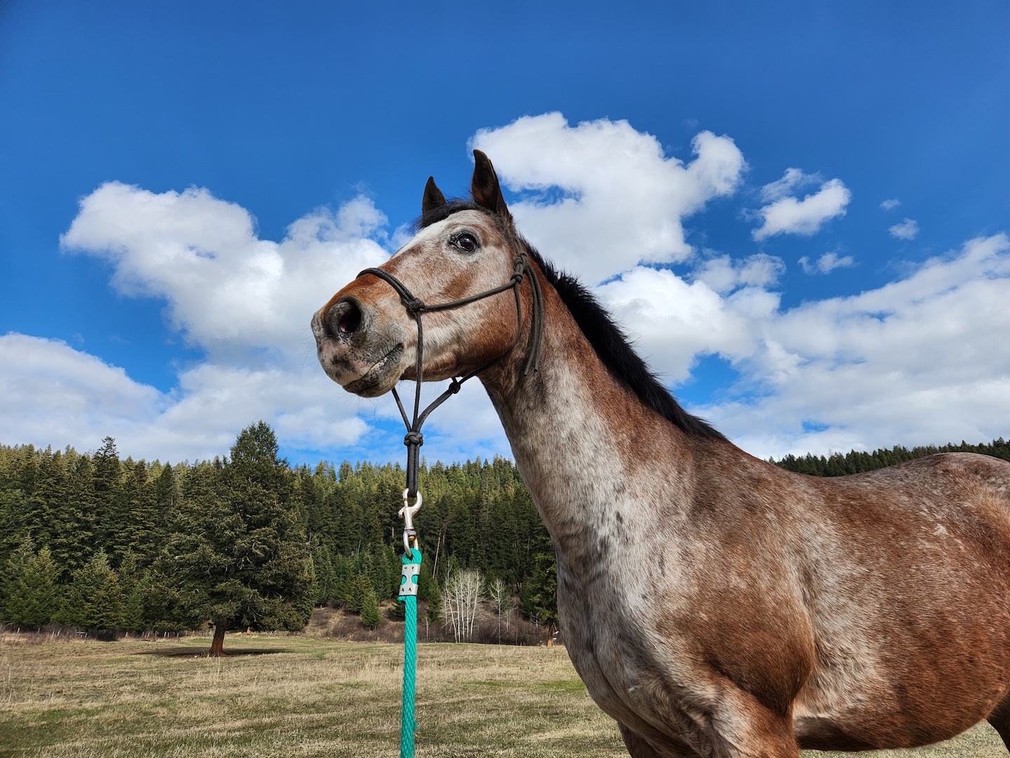photo of an appaloosa gelding against a blue sky and a new spring field, forest in the background