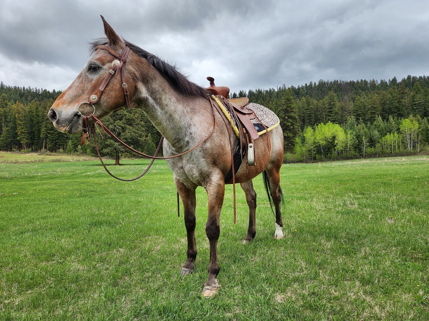 photo of an appaloosa gelding in western tack, looking out into a field under an overcast sky