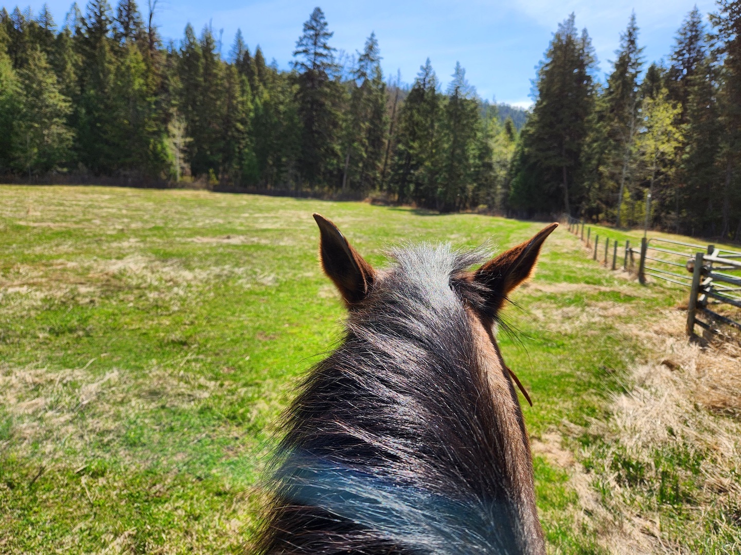 photo of a sunny field seen through a horse's ears while riding, a fence along the right and a line of trees in the distance