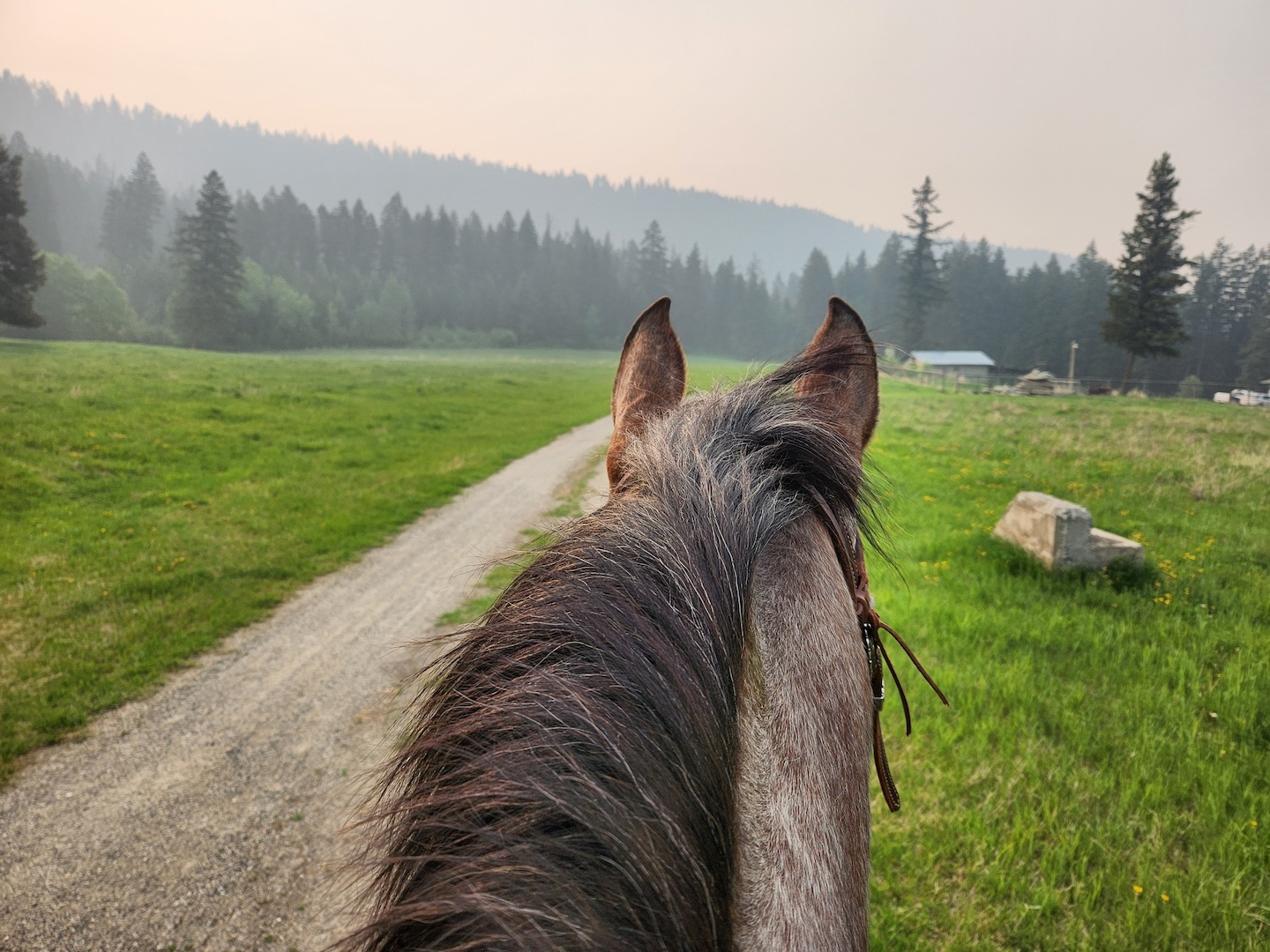 photo of a green field under a smoky sky, seen beyond the head and ears of an appaloosa horse