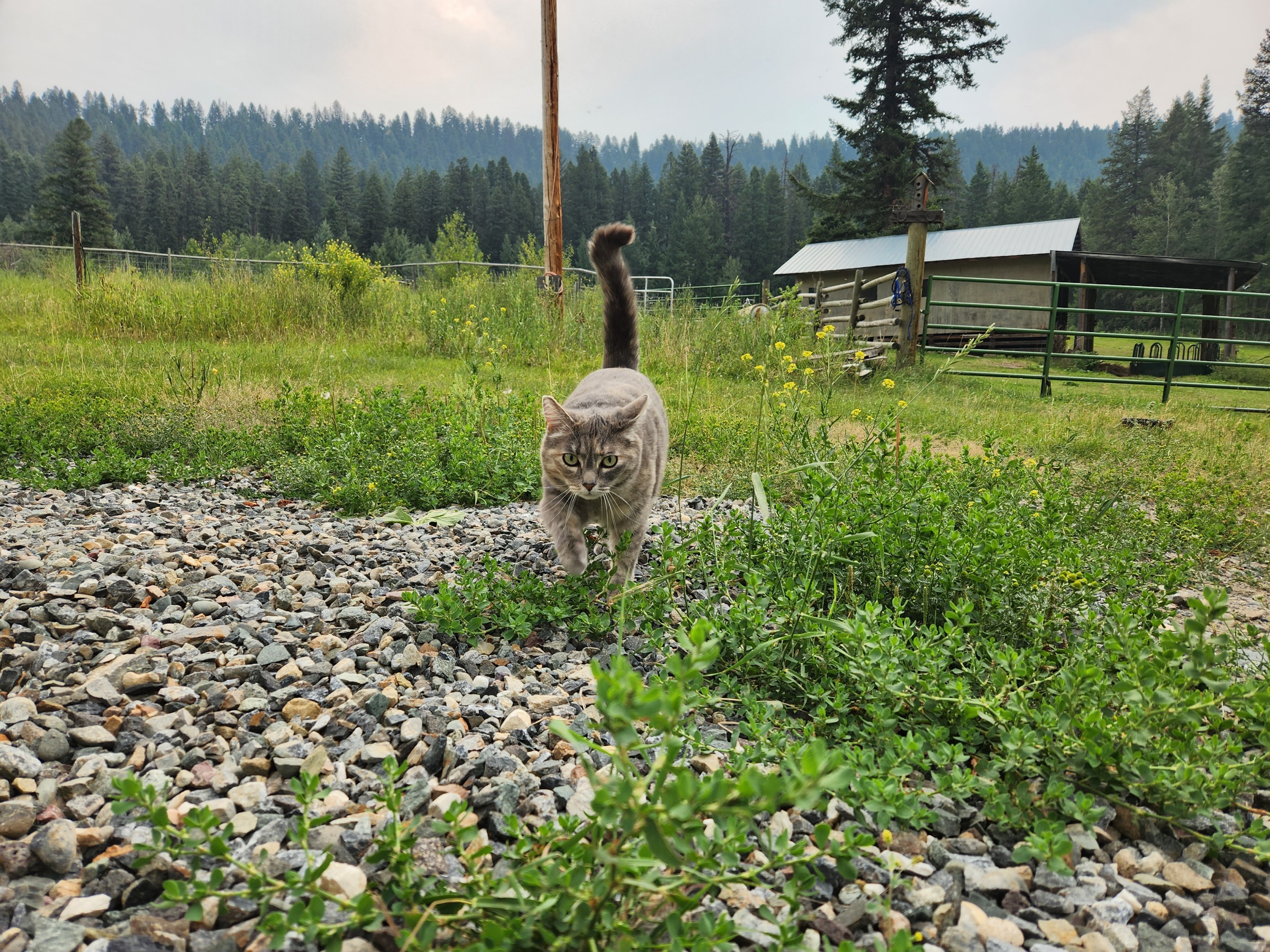 photo of a grey cat stalking toward the foreground, across grass and gravel, a barn in the background