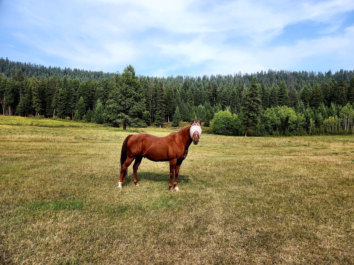 photo of a chestnut quarterhorse gelding in a field, wearing a fly mask