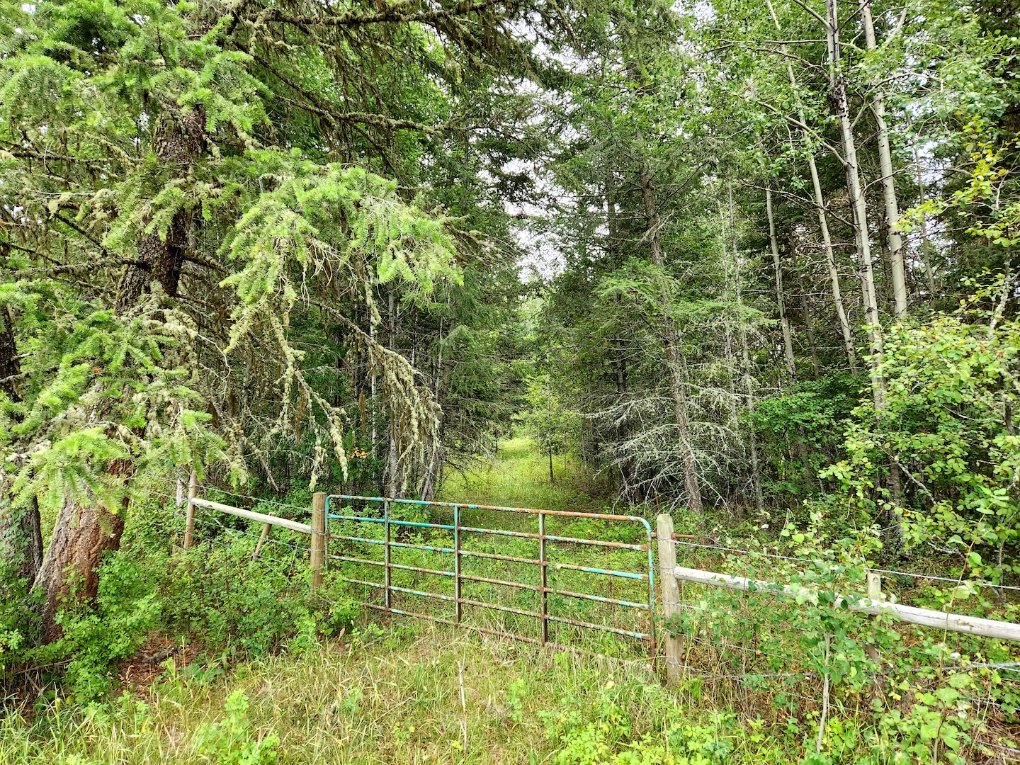 photo of a gate against a wild forest with an unkempt path through the trees