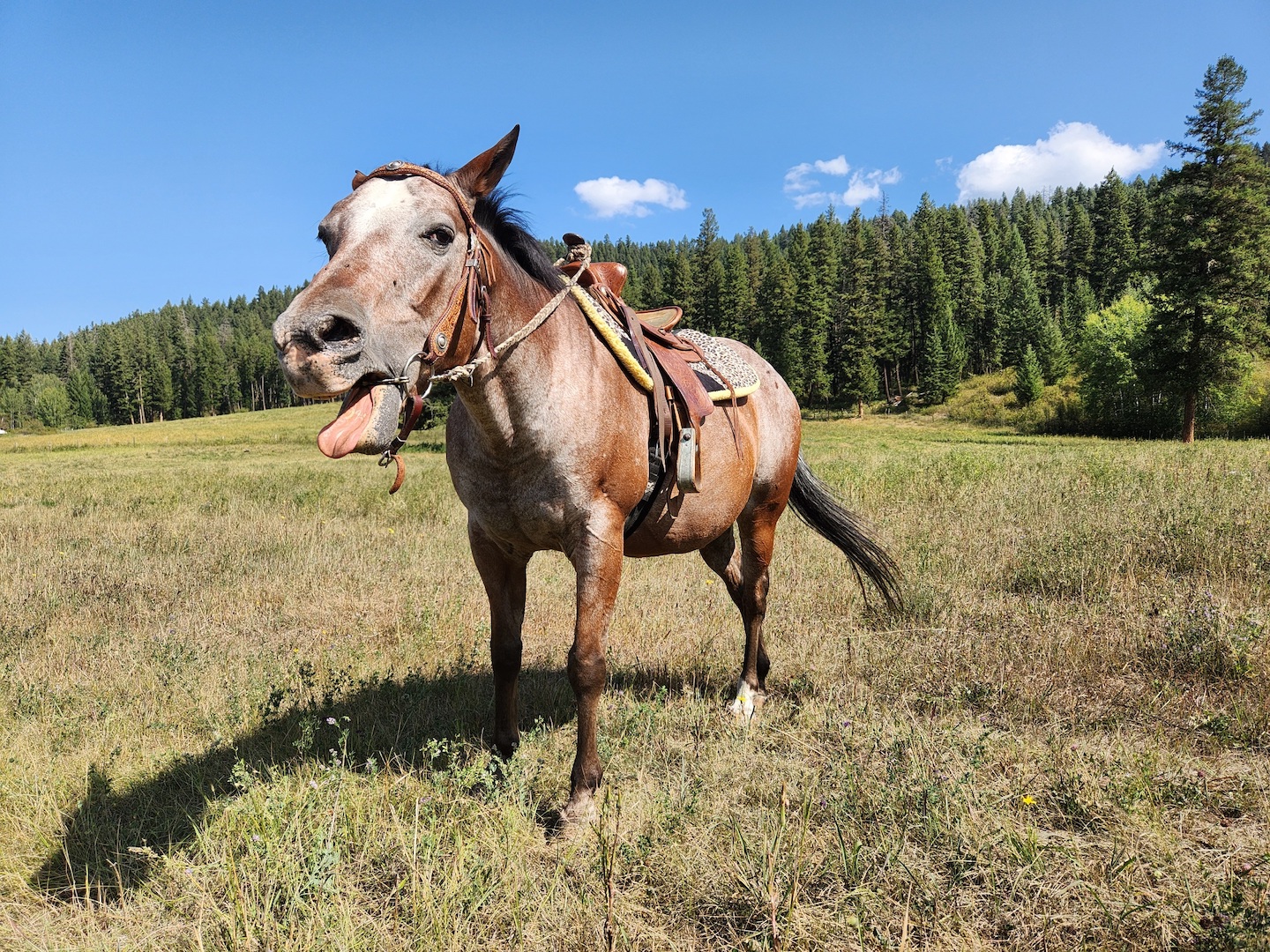 photo of an appaloosa gelding, tacked up and standing in a sunny field, doing a big yawn
