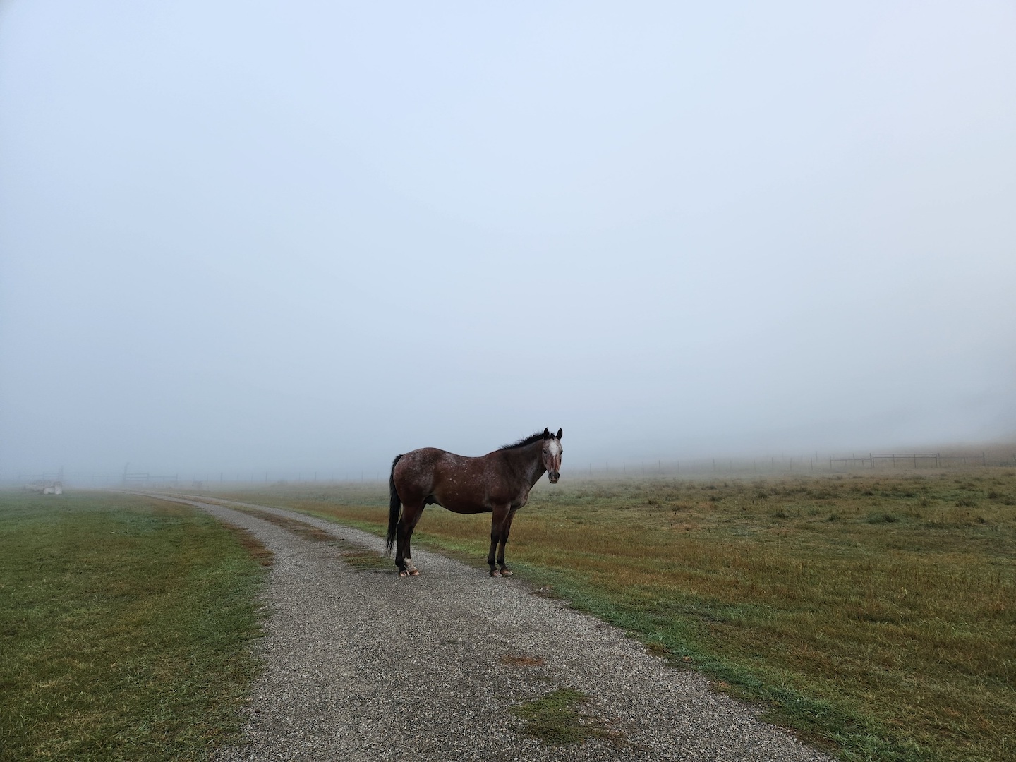 photo of an appaloosa horse standing at the forward edge of a huge fog, on a road that ends with the fog