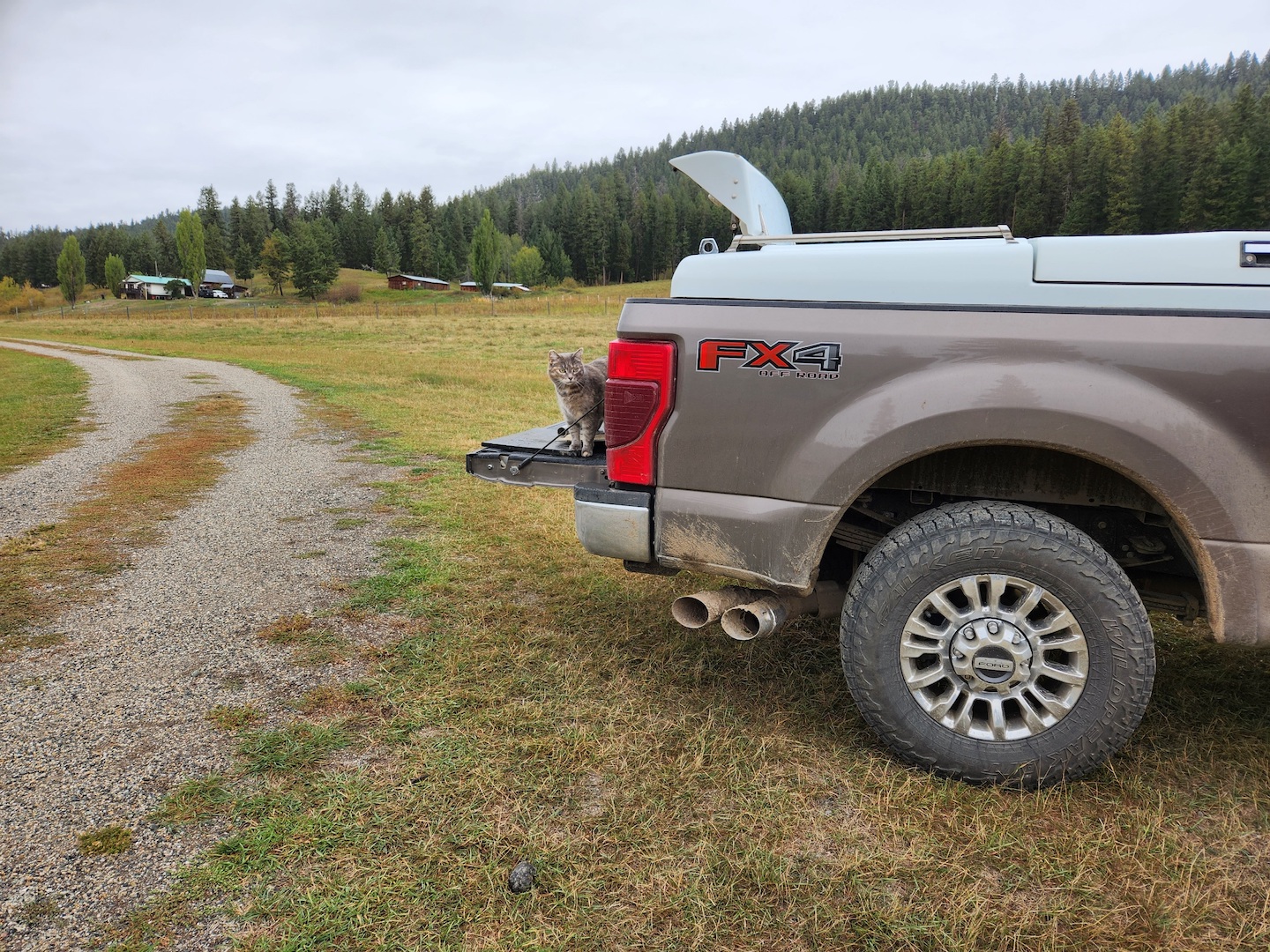 photo of a Ford truck's back end from the side, parked in a field, with a grey cat sitting on the tailgate among some farrier tools.