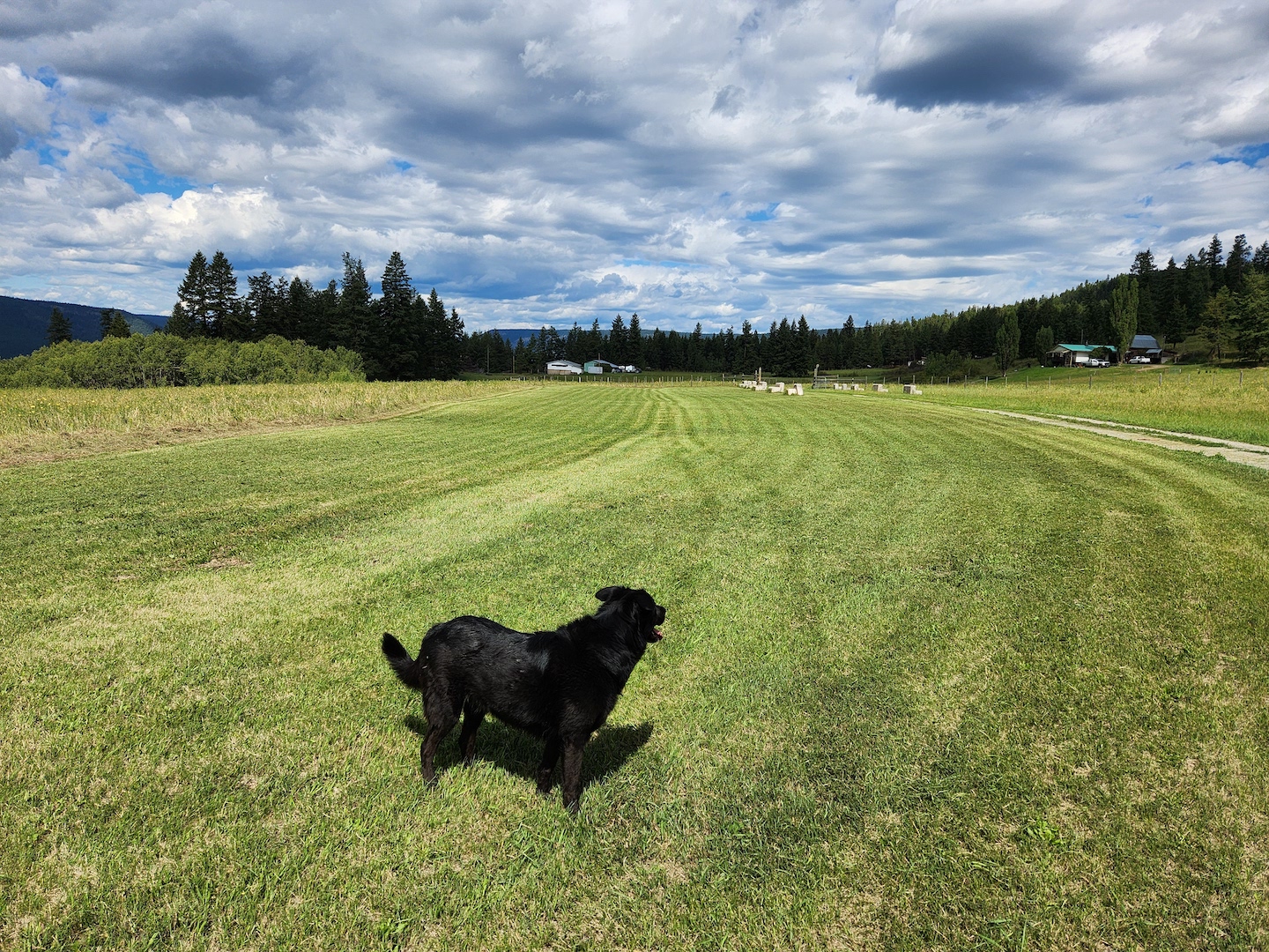 photo of a black dog looking out into a vast green farm field, with a dramatic cloudy sky above