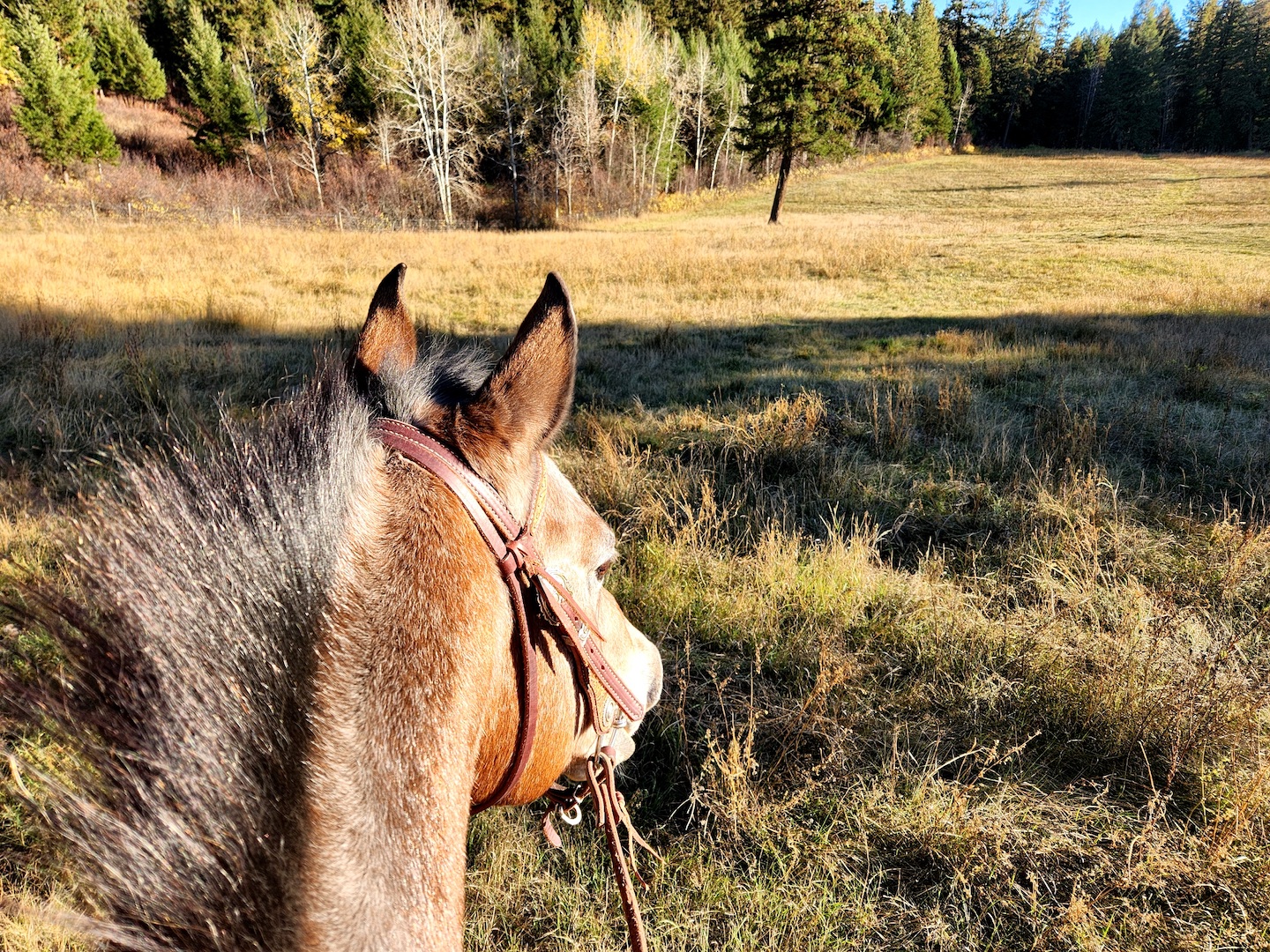 photo looking over an appaloosa's head, his ears forward, at a field with trees lining the distance