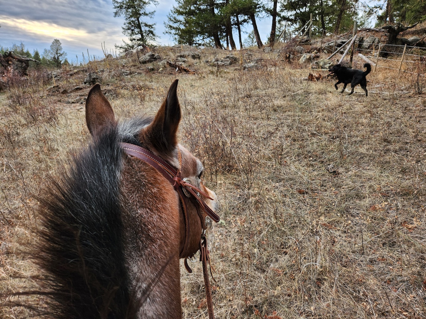 photo taken from horseback, looking through an appaloosa's ears at a late-fall field with a black dog running along