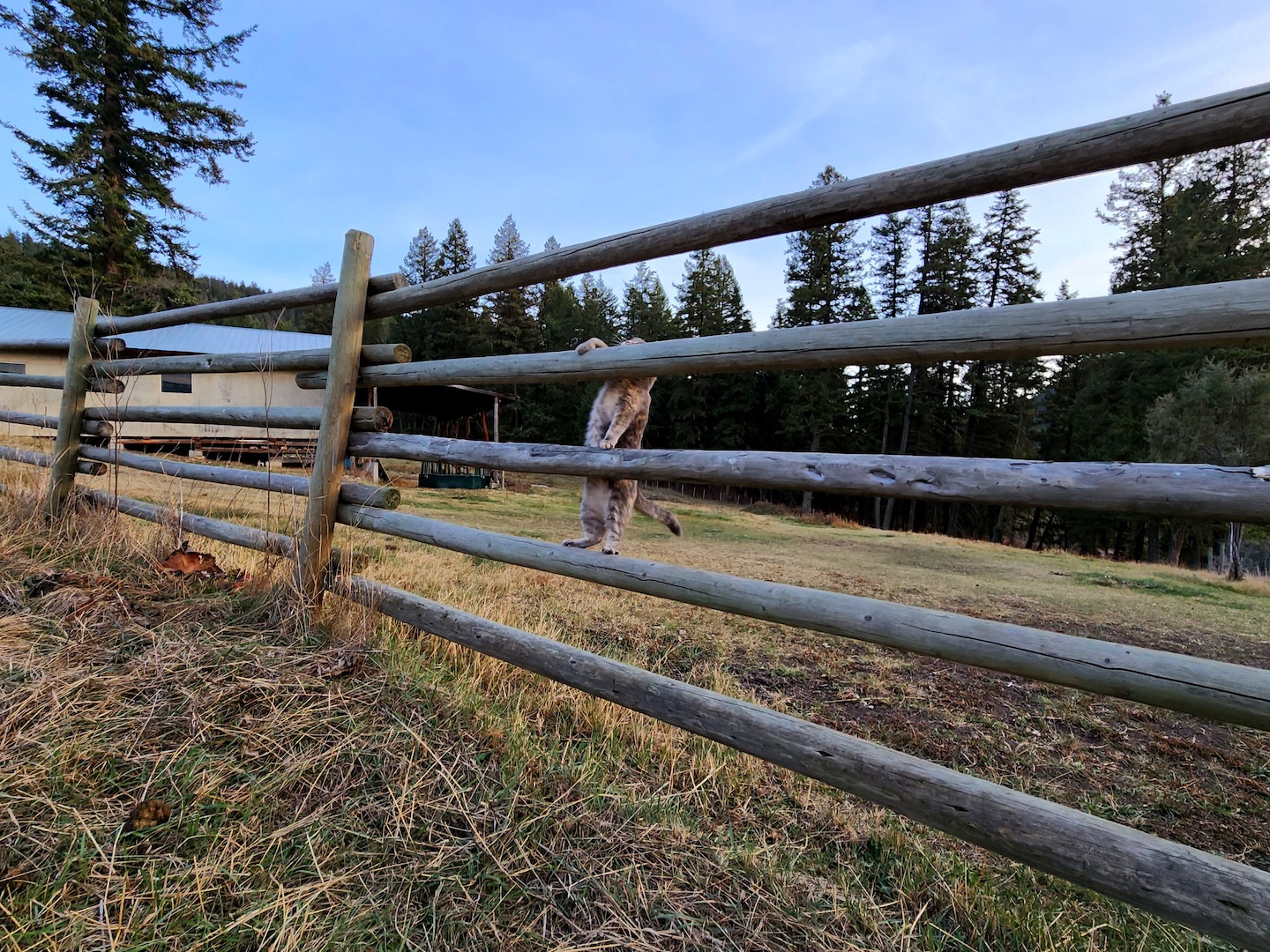 photo of a grey cat trying to climb a 5-rail ranch fence and hanging from the second to top rail