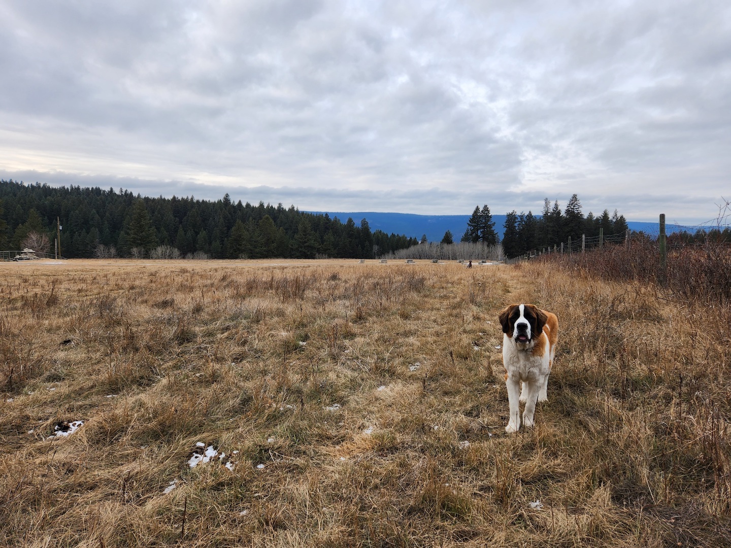 photo of a st. bernard dog in a yellow-brown field in late fall